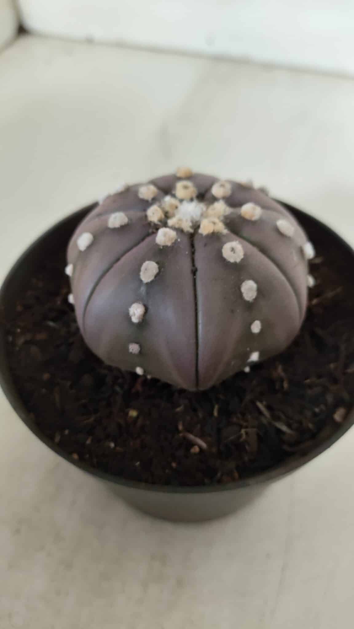ASTROPHYTUM ASTERIAS STAR SHAPE "PURPLE" Nº 382 – vaso 11