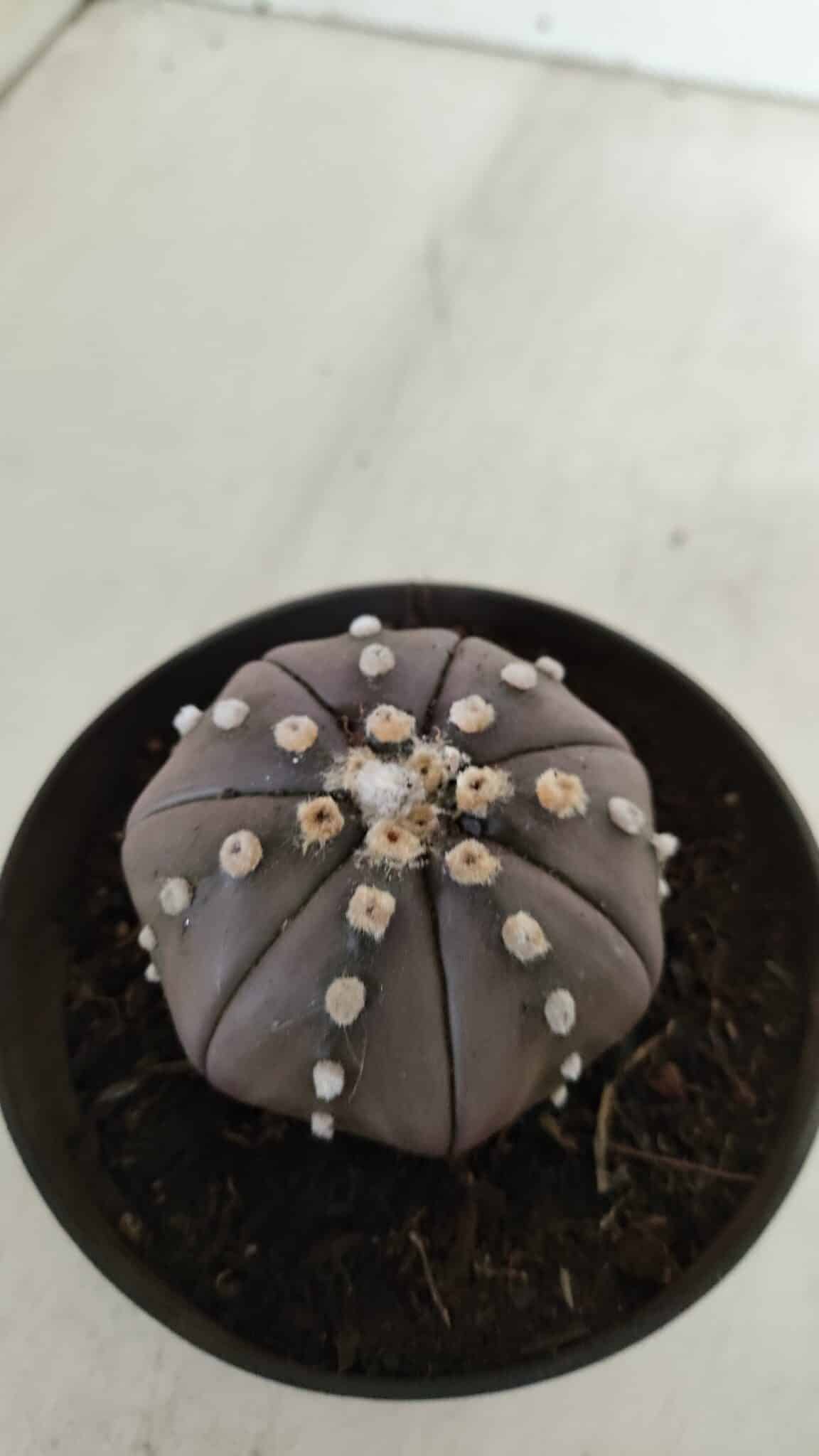 ASTROPHYTUM ASTERIAS STAR SHAPE "PURPLE" Nº 382 – vaso 11
