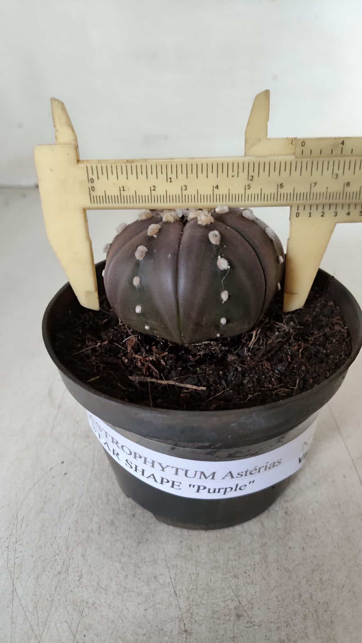 ASTROPHYTUM ASTERIAS STAR SHAPE "PURPLE" Nº 382 – vaso 11