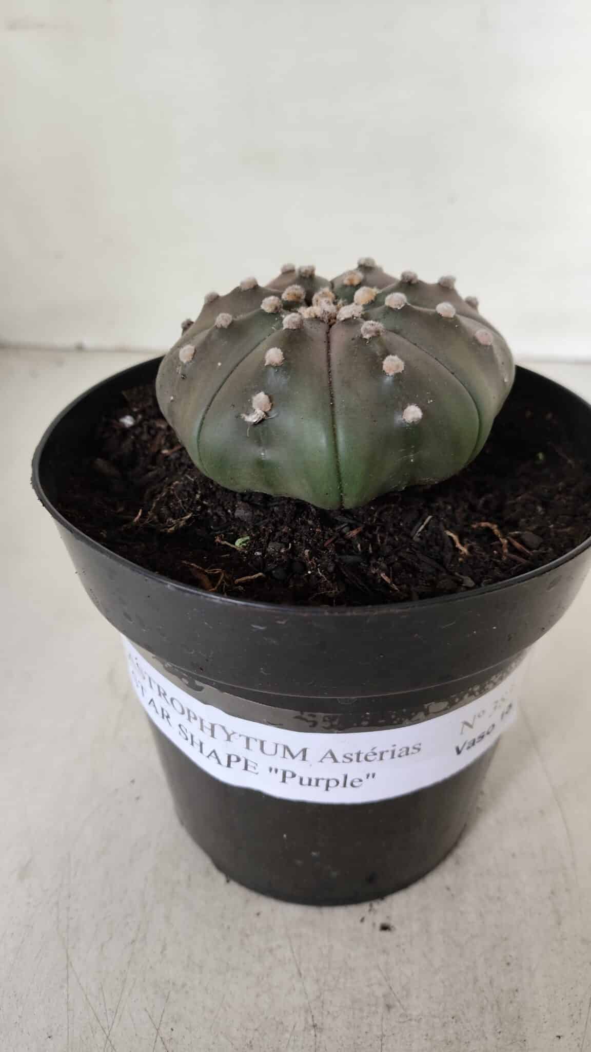 ASTROPHYTUM ASTERIAS STAR SHAPE "PURPLE" Nº 383 – vaso 15