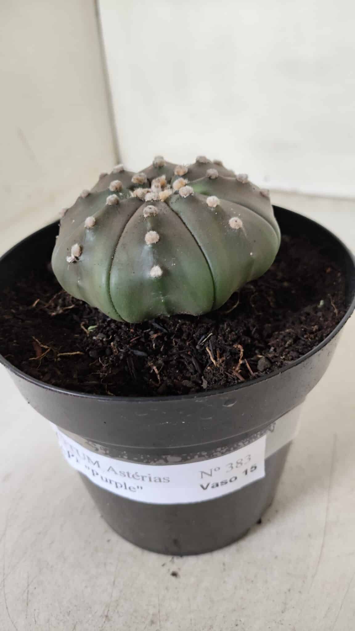 ASTROPHYTUM ASTERIAS STAR SHAPE "PURPLE" Nº 383 – vaso 15