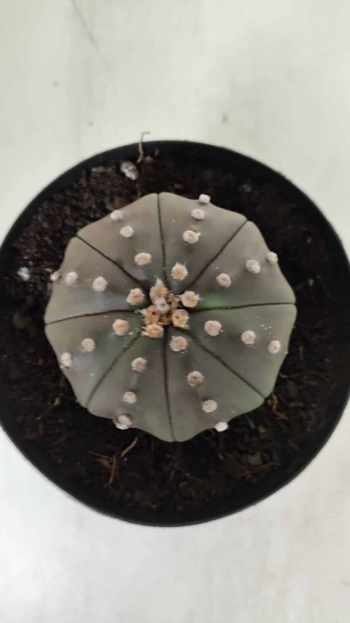 ASTROPHYTUM ASTERIAS STAR SHAPE "PURPLE" Nº 383 – vaso 15