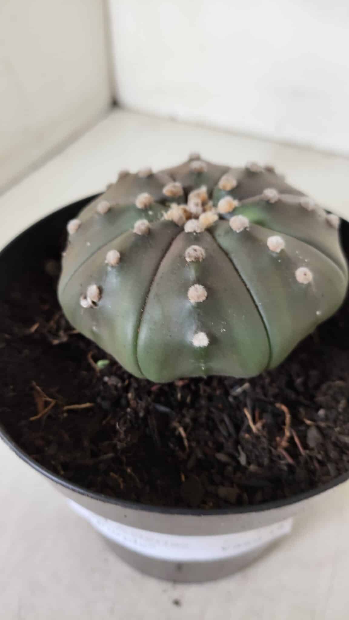 ASTROPHYTUM ASTERIAS STAR SHAPE "PURPLE" Nº 383 – vaso 15