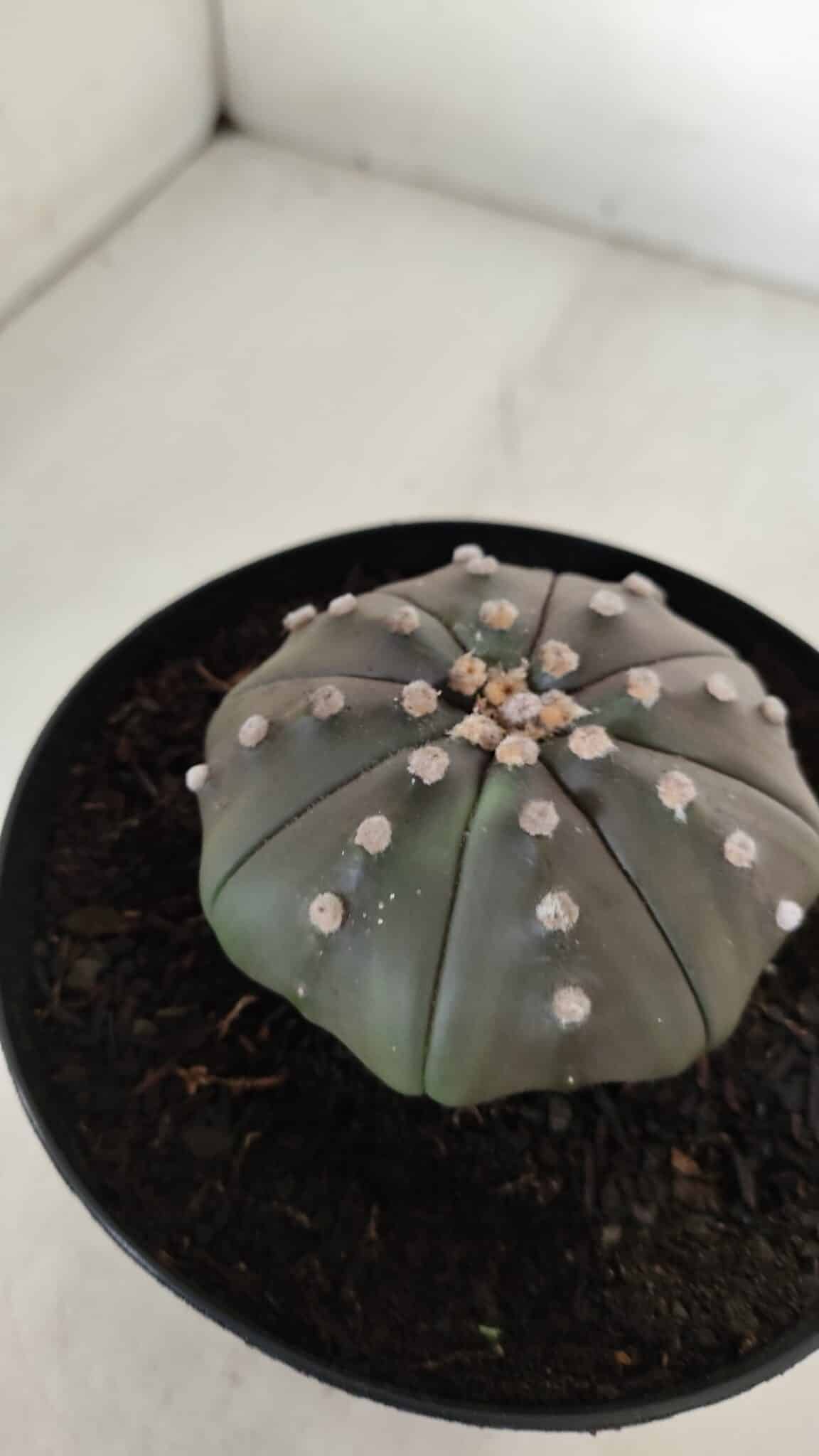 ASTROPHYTUM ASTERIAS STAR SHAPE "PURPLE" Nº 383 – vaso 15