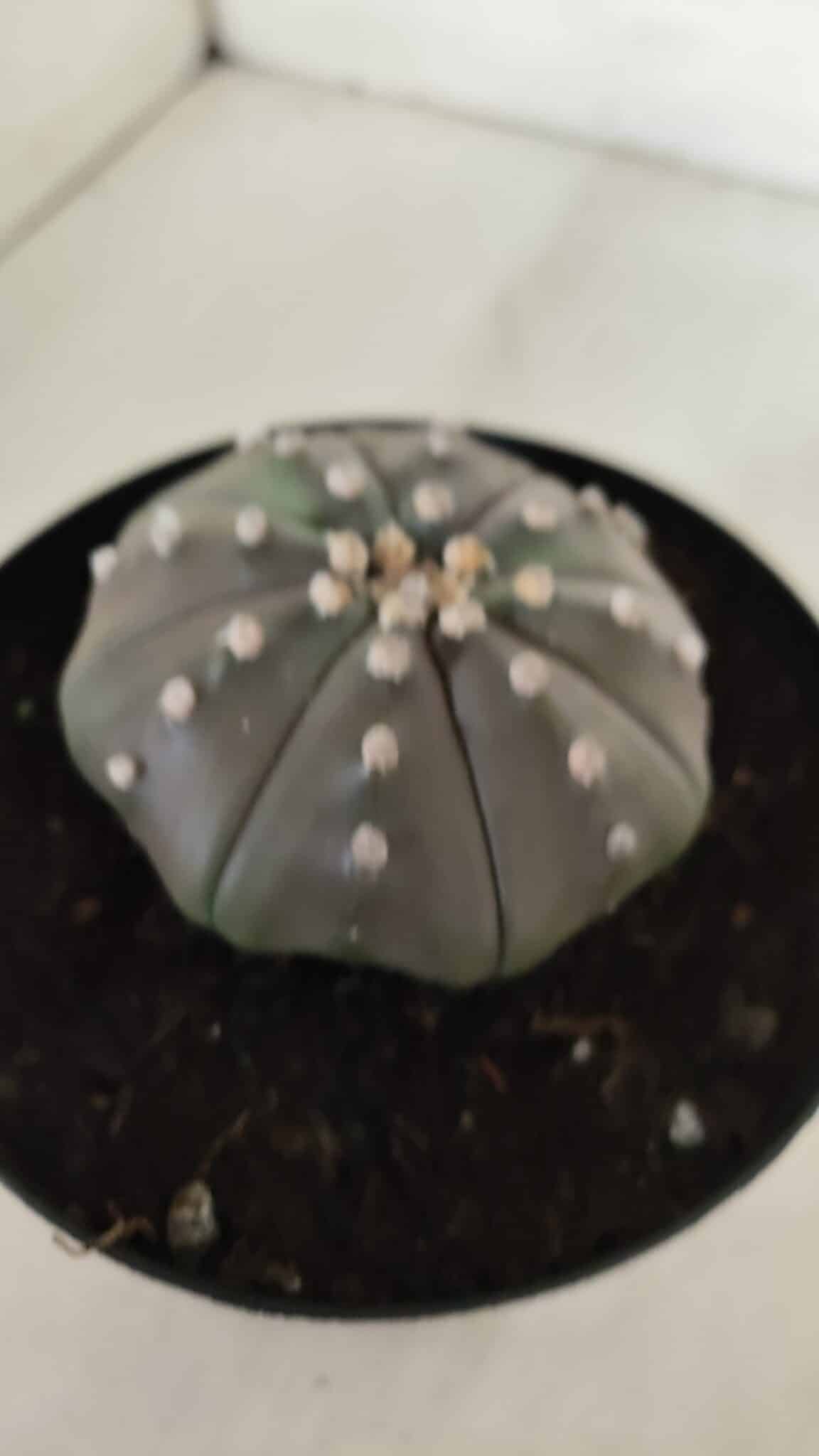 ASTROPHYTUM ASTERIAS STAR SHAPE "PURPLE" Nº 383 – vaso 15