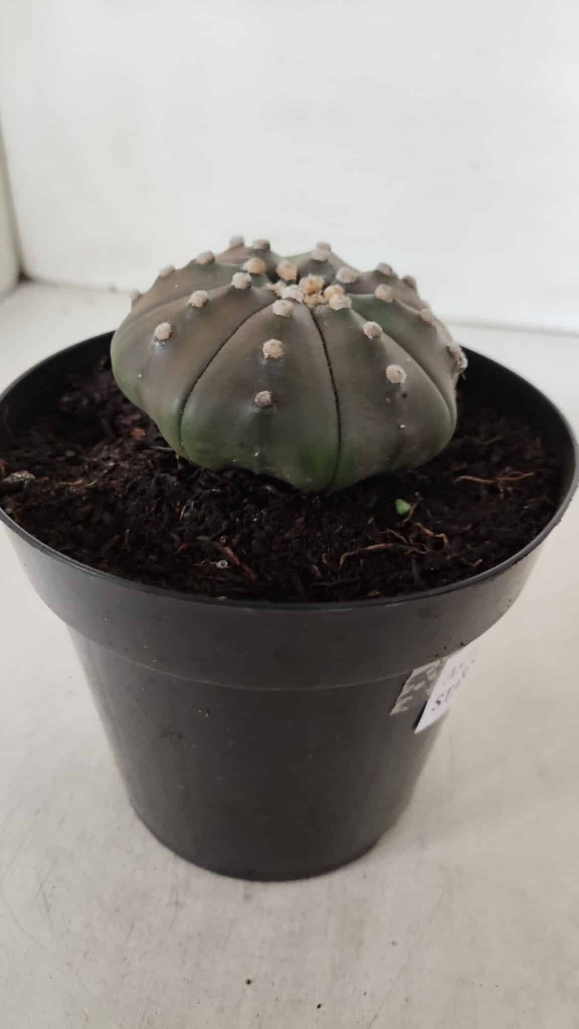 ASTROPHYTUM ASTERIAS STAR SHAPE "PURPLE" Nº 383 – vaso 15
