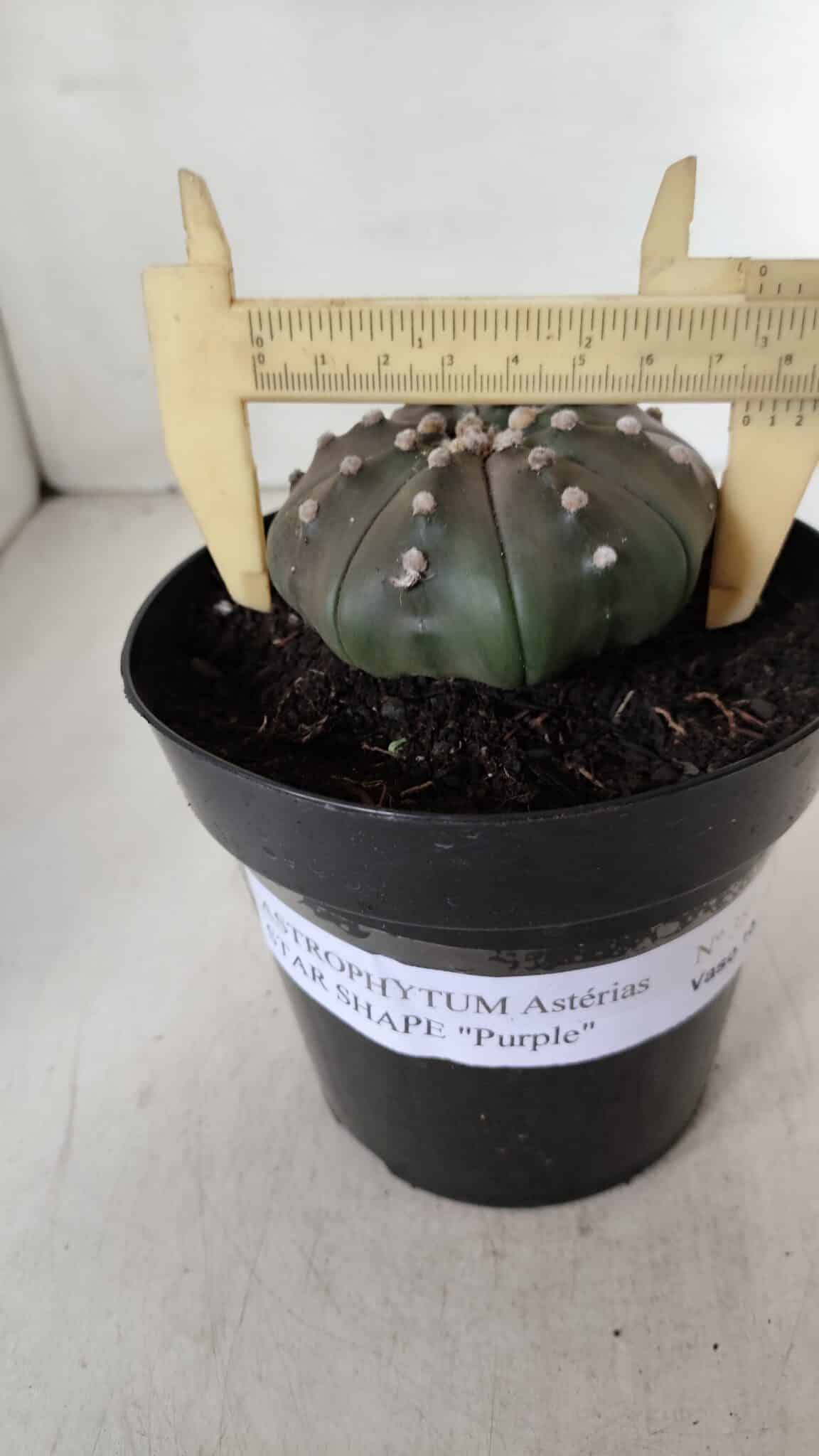 ASTROPHYTUM ASTERIAS STAR SHAPE "PURPLE" Nº 383 – vaso 15