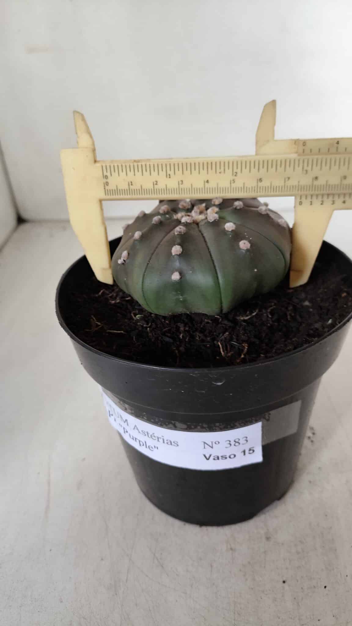 ASTROPHYTUM ASTERIAS STAR SHAPE "PURPLE" Nº 383 – vaso 15