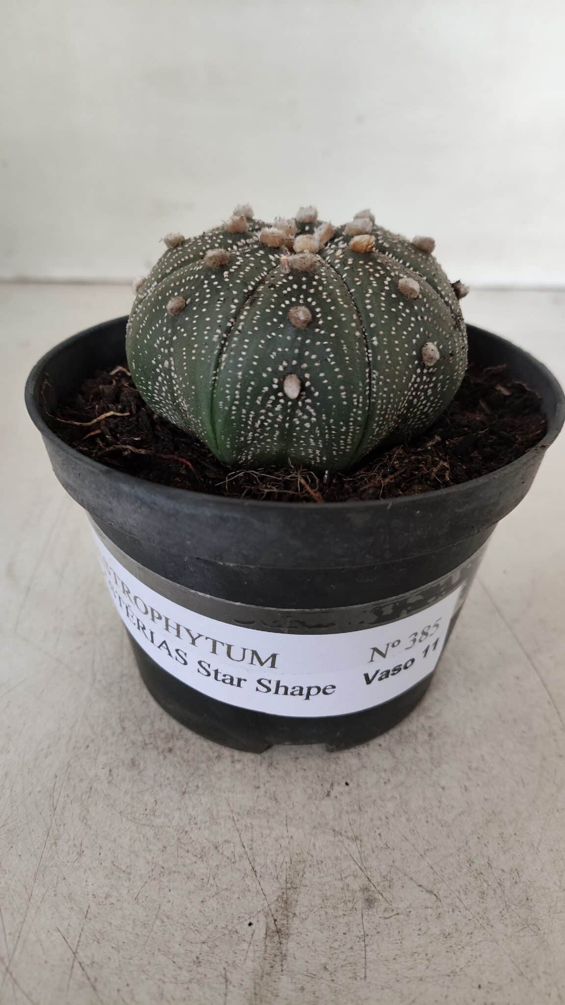 ASTROPHYTUM ASTERIAS STAR SHAPE Nº 385 – vaso 11