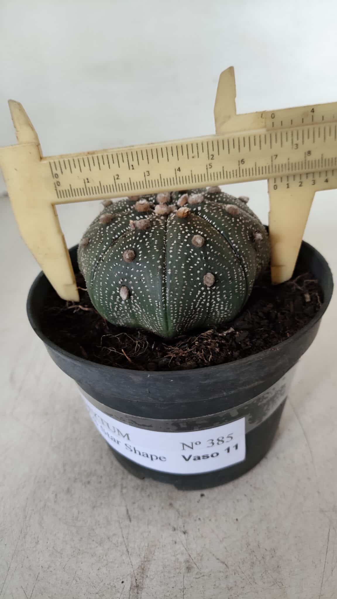 ASTROPHYTUM ASTERIAS STAR SHAPE Nº 385 – vaso 11