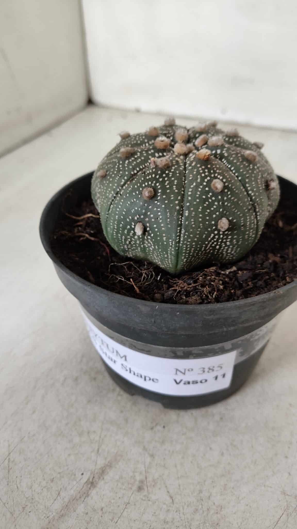ASTROPHYTUM ASTERIAS STAR SHAPE Nº 385 – vaso 11