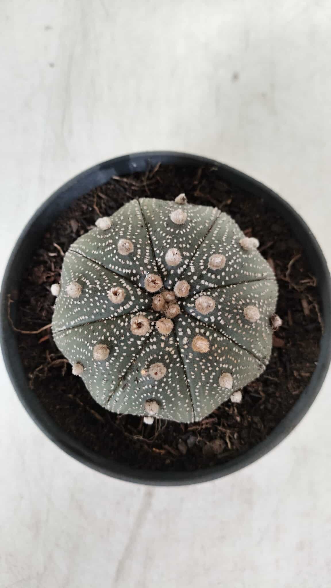 ASTROPHYTUM ASTERIAS STAR SHAPE Nº 385 – vaso 11