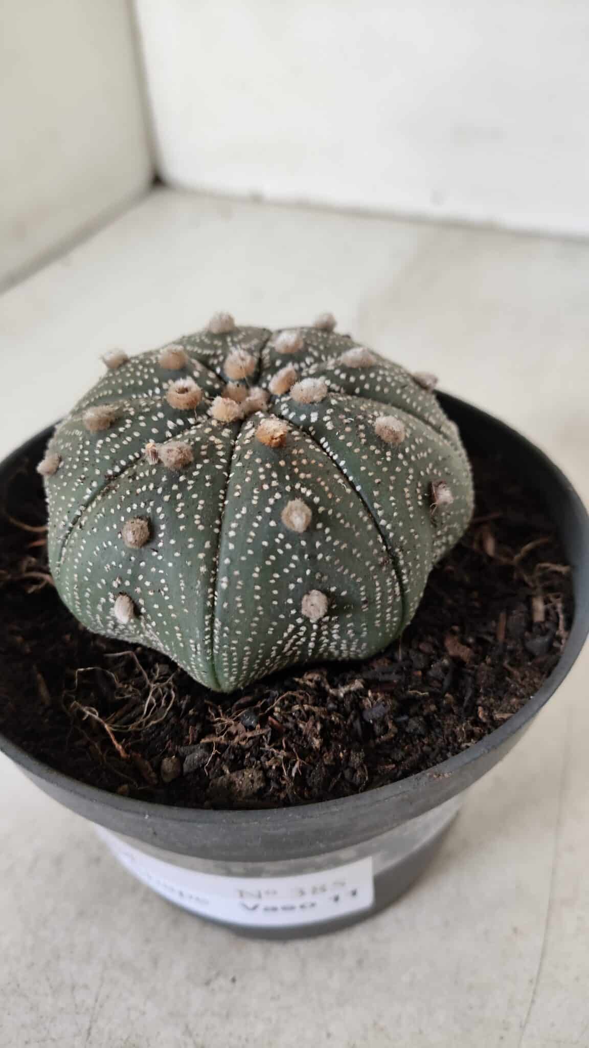 ASTROPHYTUM ASTERIAS STAR SHAPE Nº 385 – vaso 11