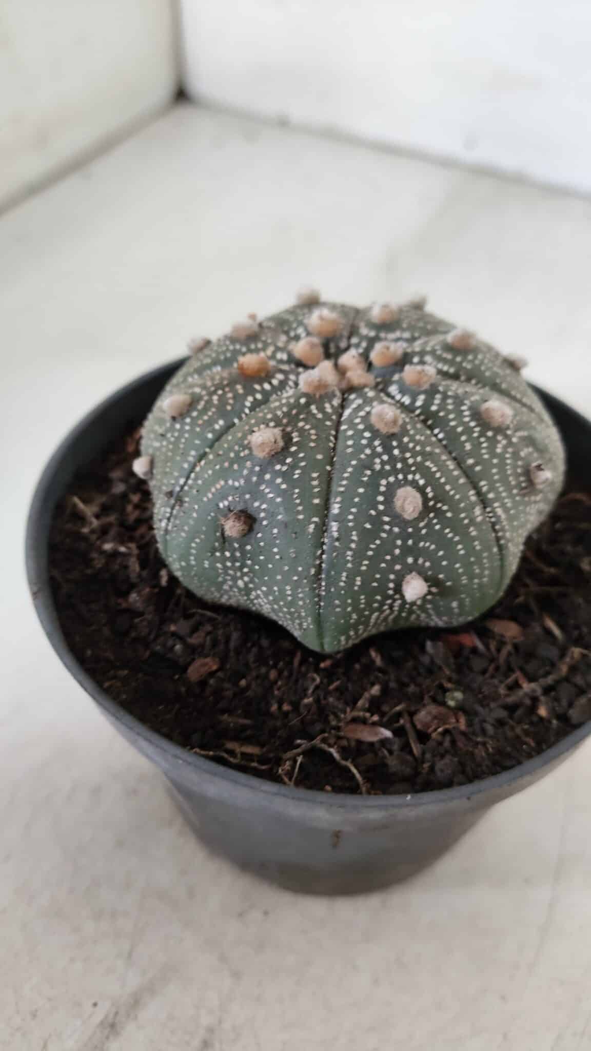 ASTROPHYTUM ASTERIAS STAR SHAPE Nº 385 – vaso 11