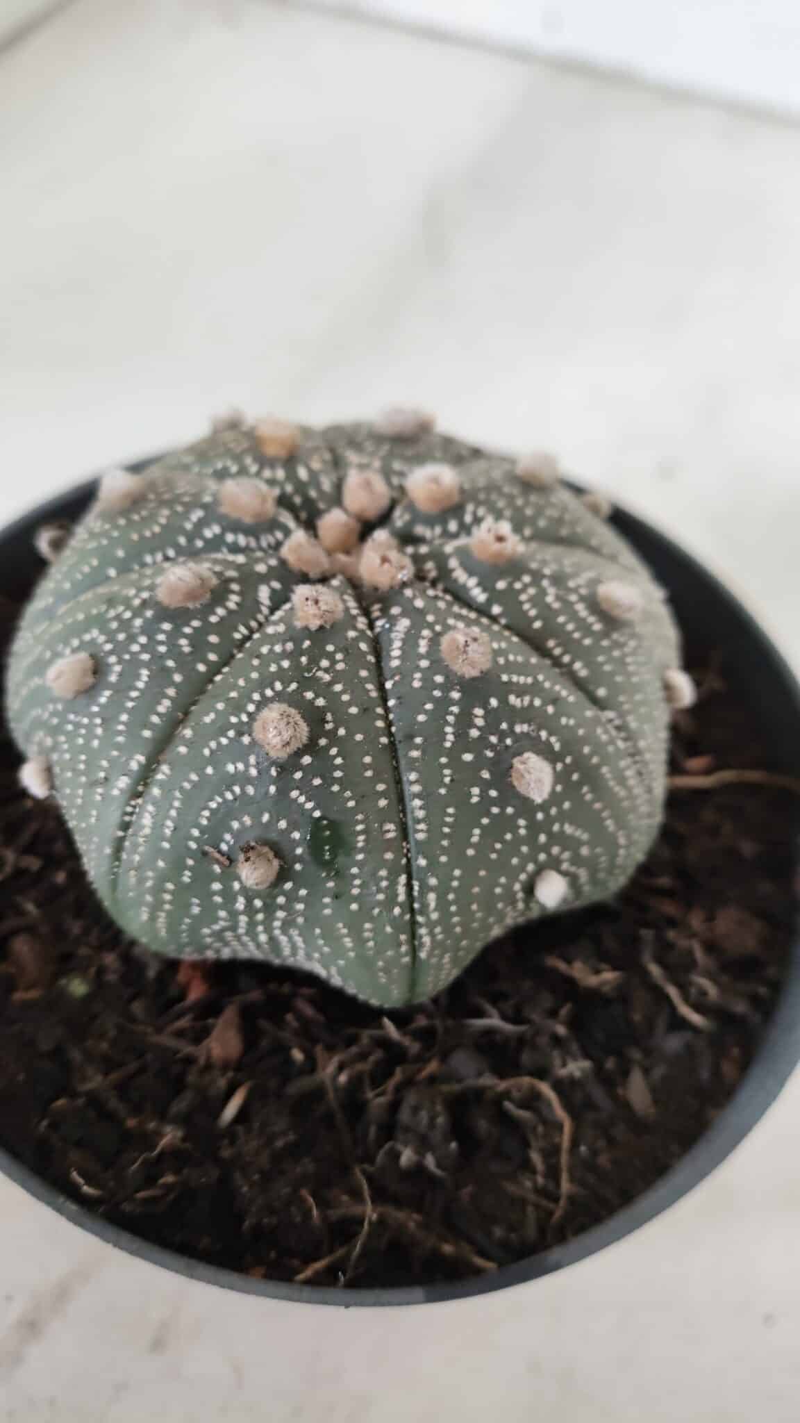 ASTROPHYTUM ASTERIAS STAR SHAPE Nº 385 – vaso 11