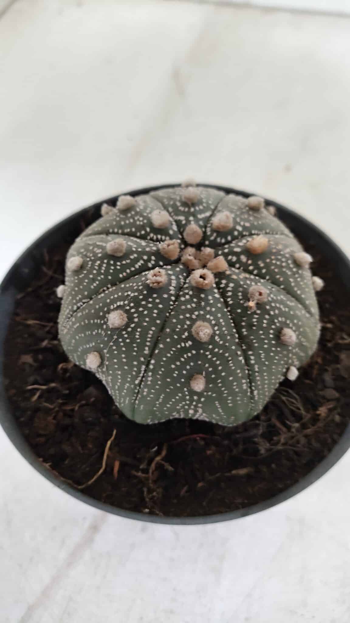 ASTROPHYTUM ASTERIAS STAR SHAPE Nº 385 – vaso 11