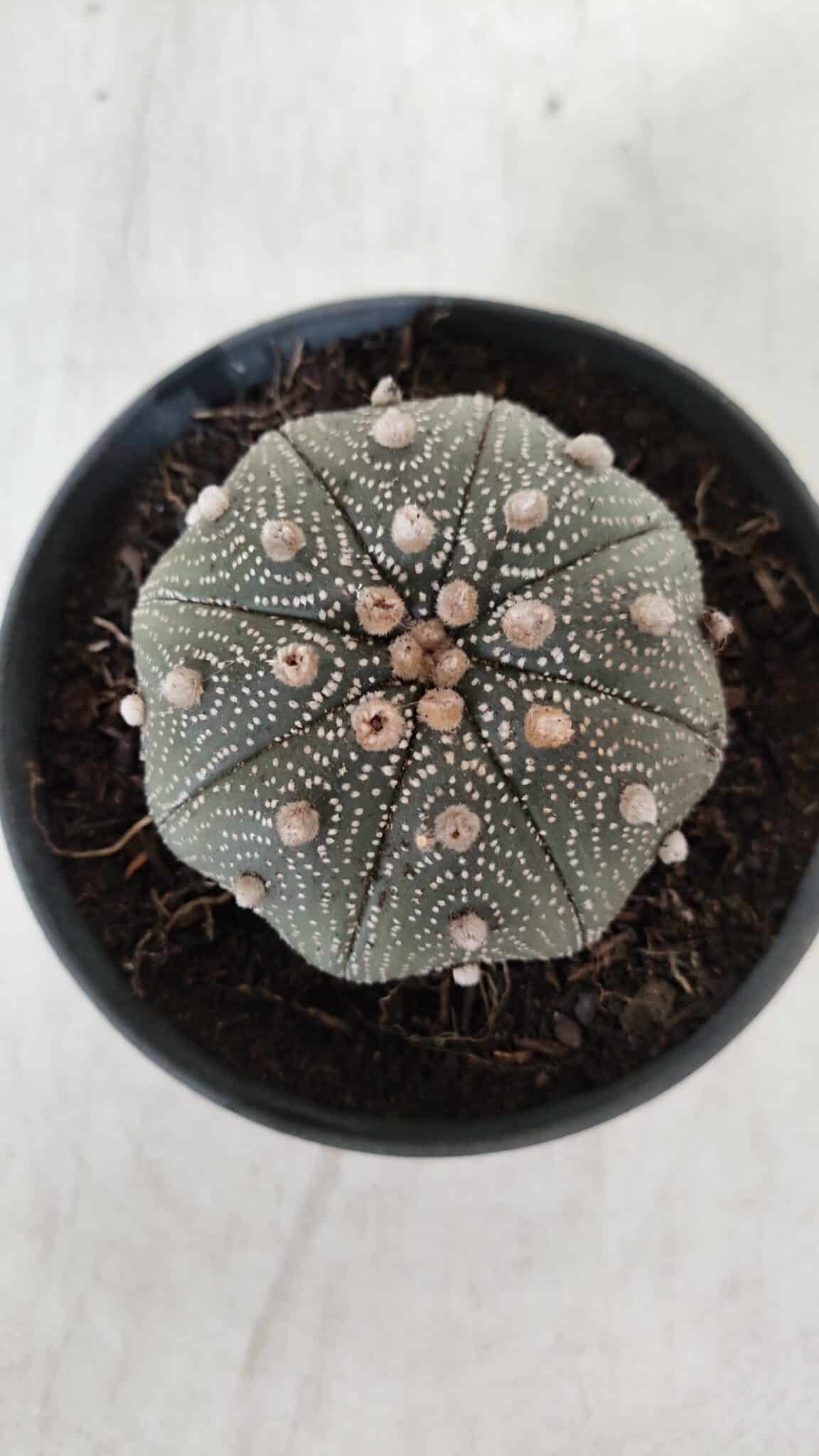 ASTROPHYTUM ASTERIAS STAR SHAPE Nº 385 – vaso 11
