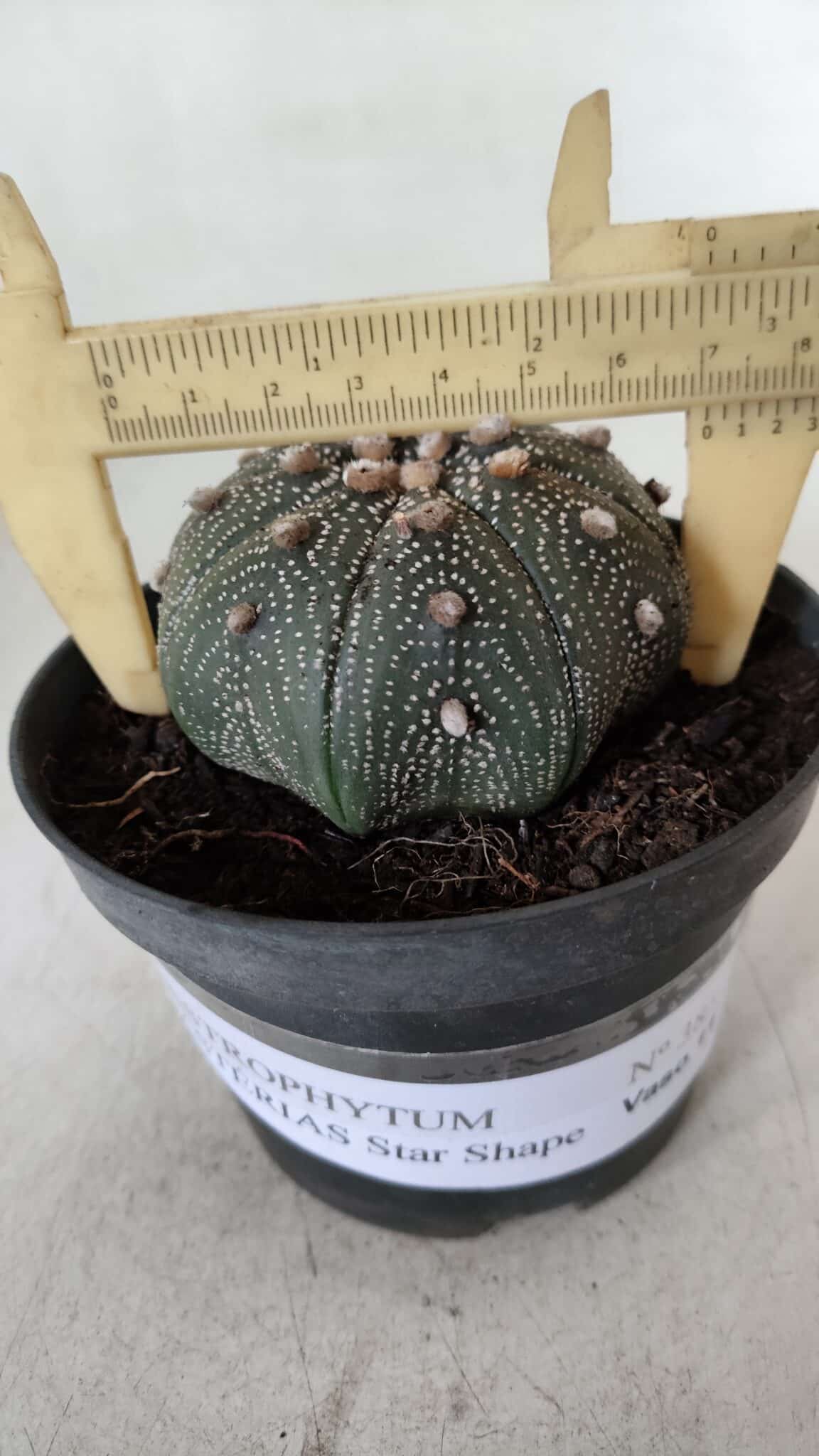 ASTROPHYTUM ASTERIAS STAR SHAPE Nº 385 – vaso 11
