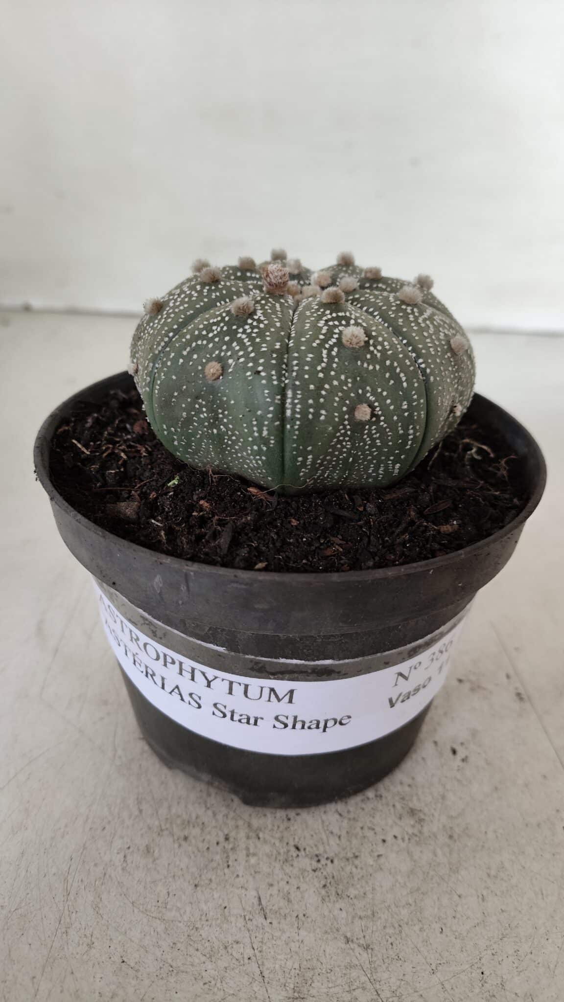 ASTROPHYTUM ASTERIAS STAR SHAPE Nº 386 – vaso 11