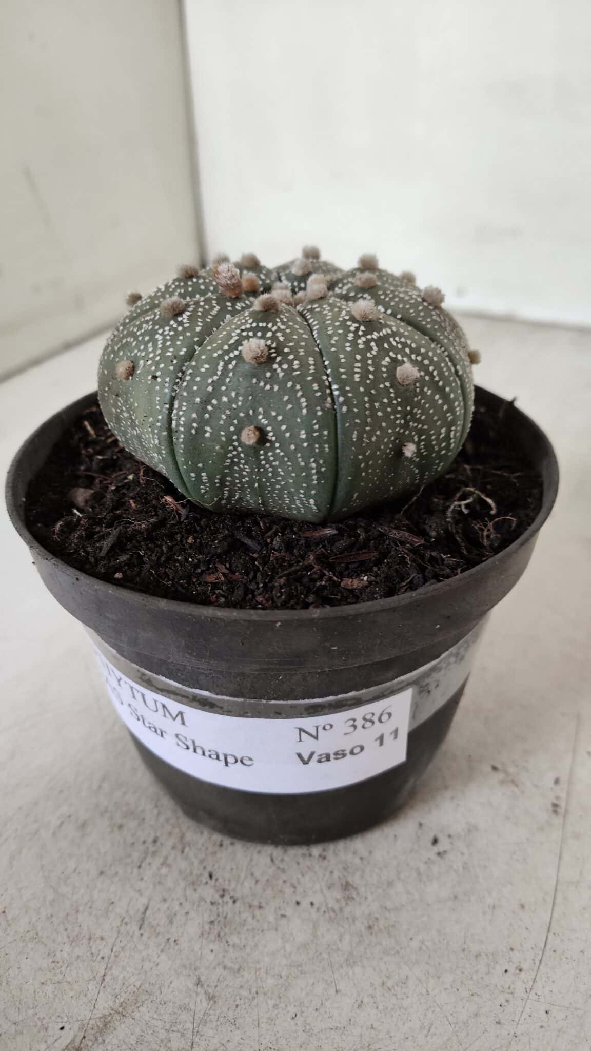 ASTROPHYTUM ASTERIAS STAR SHAPE Nº 386 – vaso 11