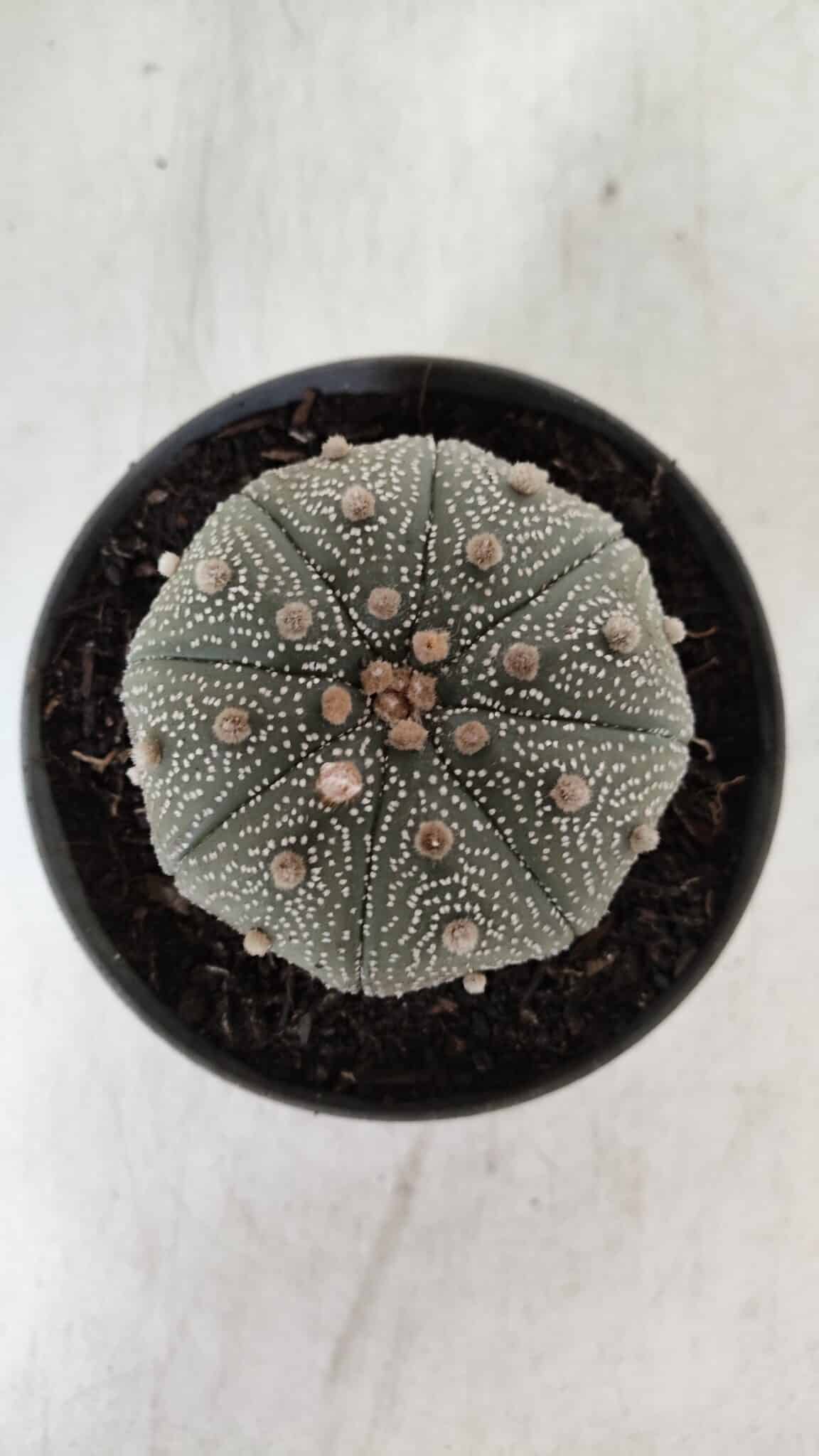 ASTROPHYTUM ASTERIAS STAR SHAPE Nº 386 – vaso 11
