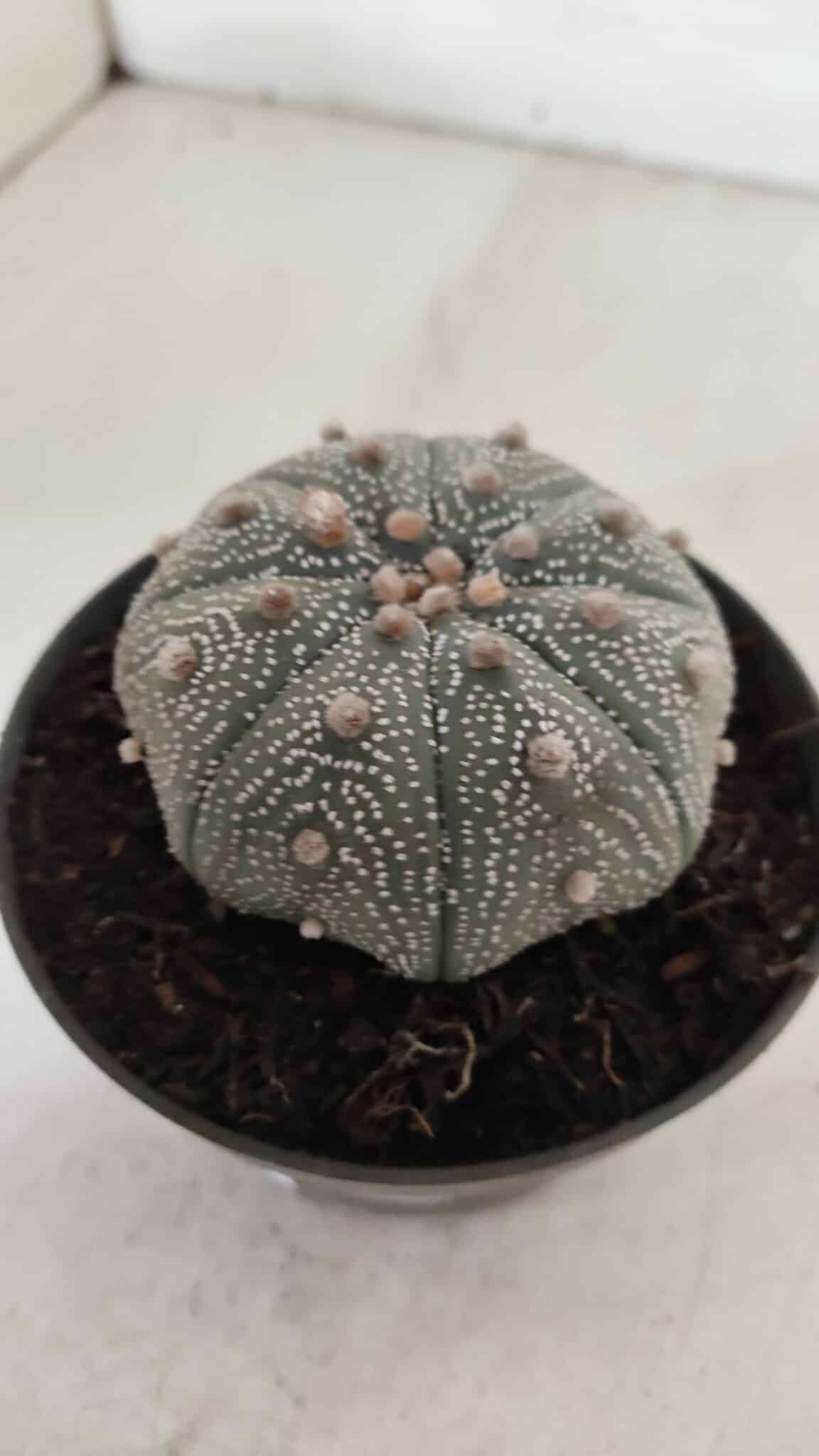 ASTROPHYTUM ASTERIAS STAR SHAPE Nº 386 – vaso 11