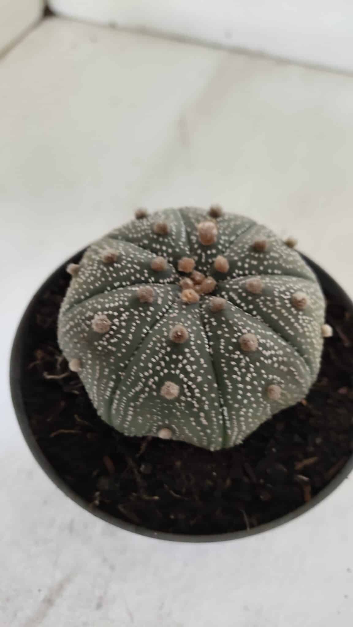 ASTROPHYTUM ASTERIAS STAR SHAPE Nº 386 – vaso 11