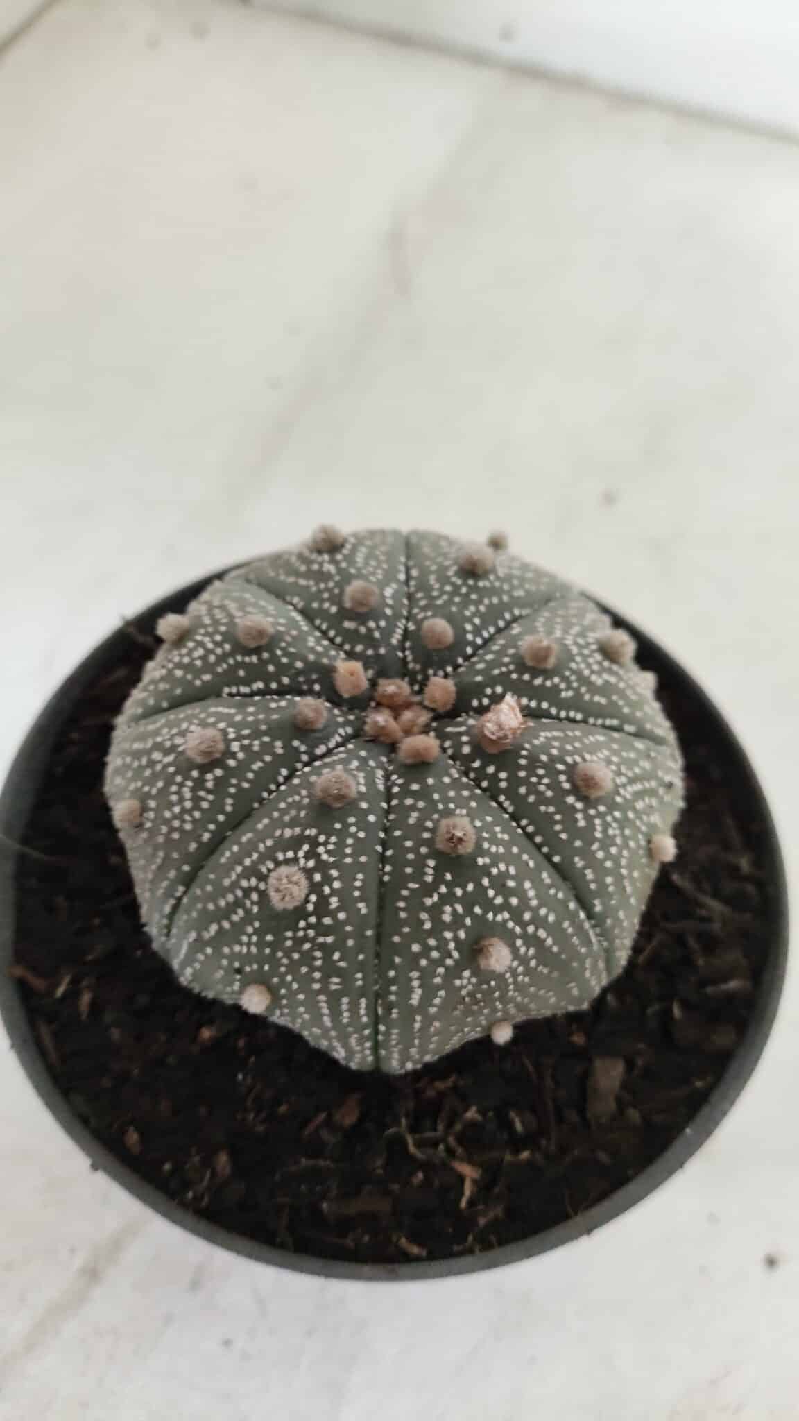 ASTROPHYTUM ASTERIAS STAR SHAPE Nº 386 – vaso 11
