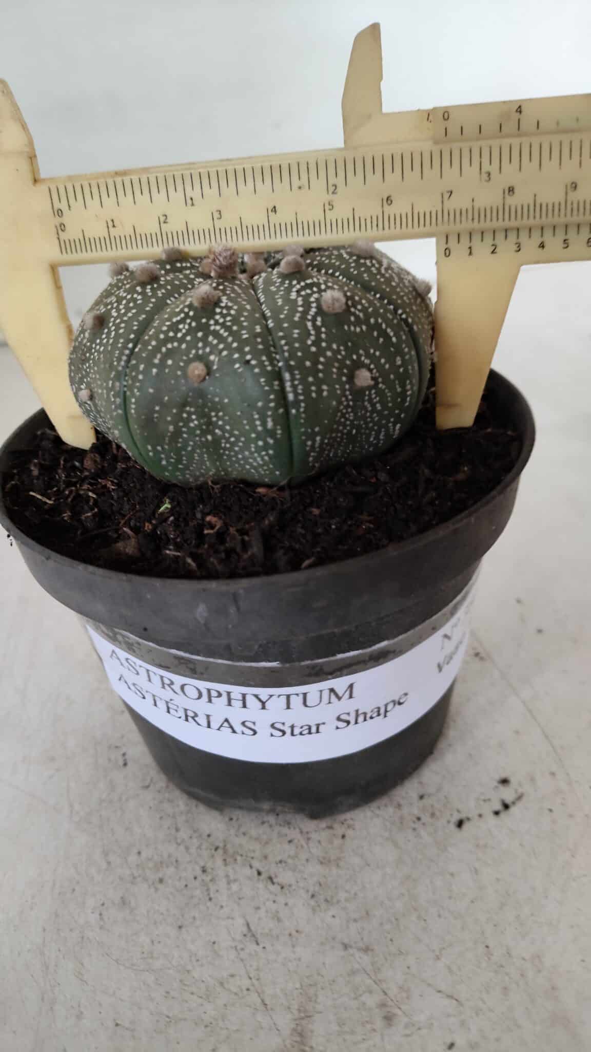 ASTROPHYTUM ASTERIAS STAR SHAPE Nº 386 – vaso 11
