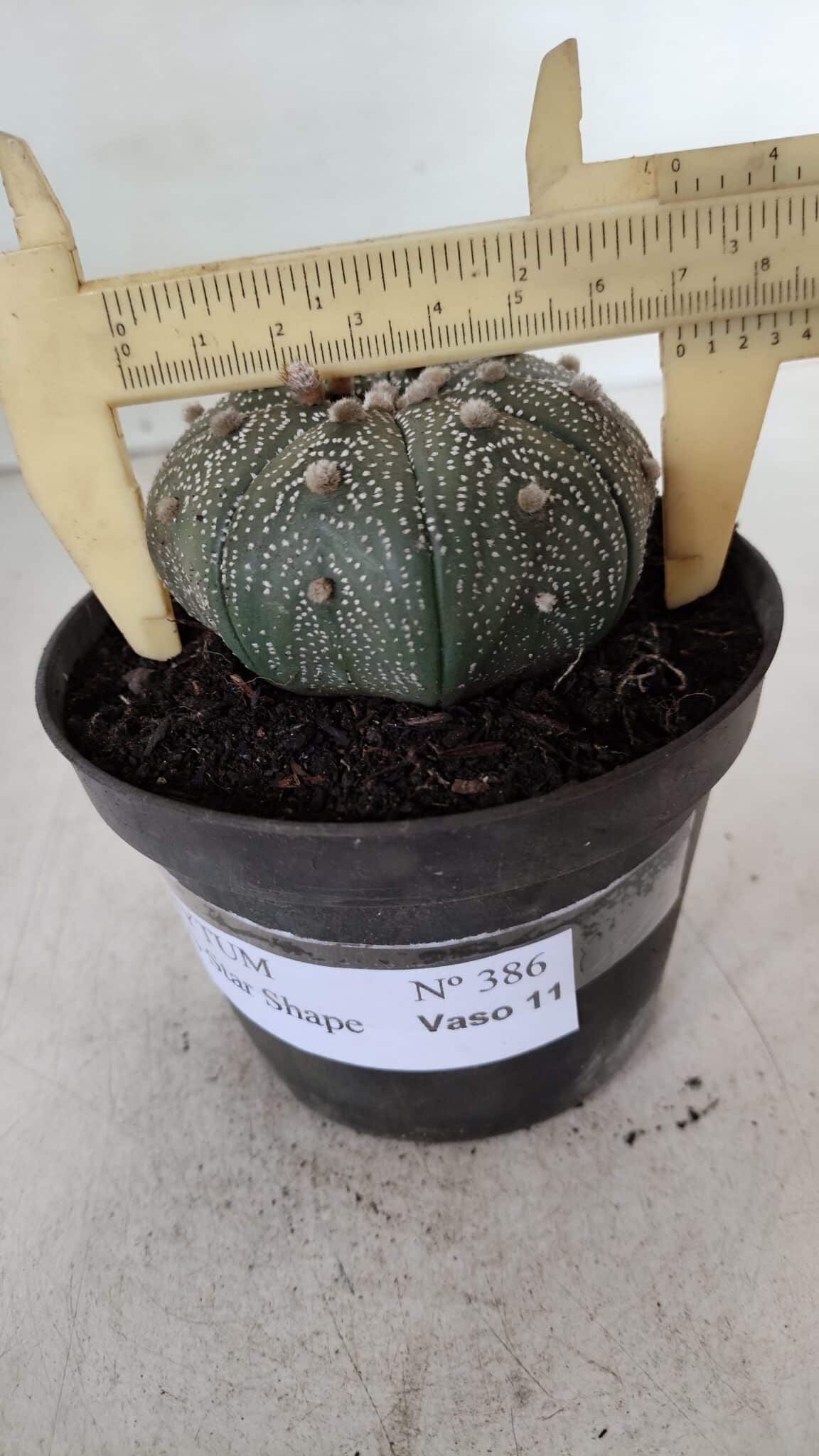 ASTROPHYTUM ASTERIAS STAR SHAPE Nº 386 – vaso 11