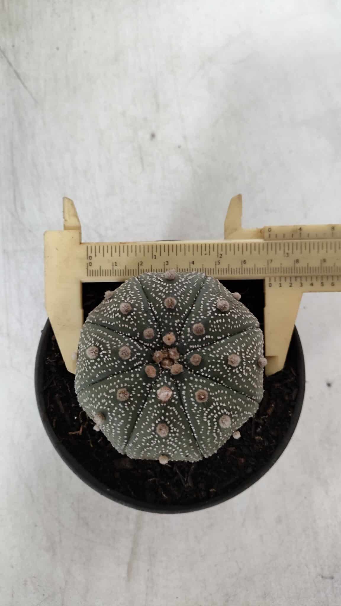 ASTROPHYTUM ASTERIAS STAR SHAPE Nº 386 – vaso 11