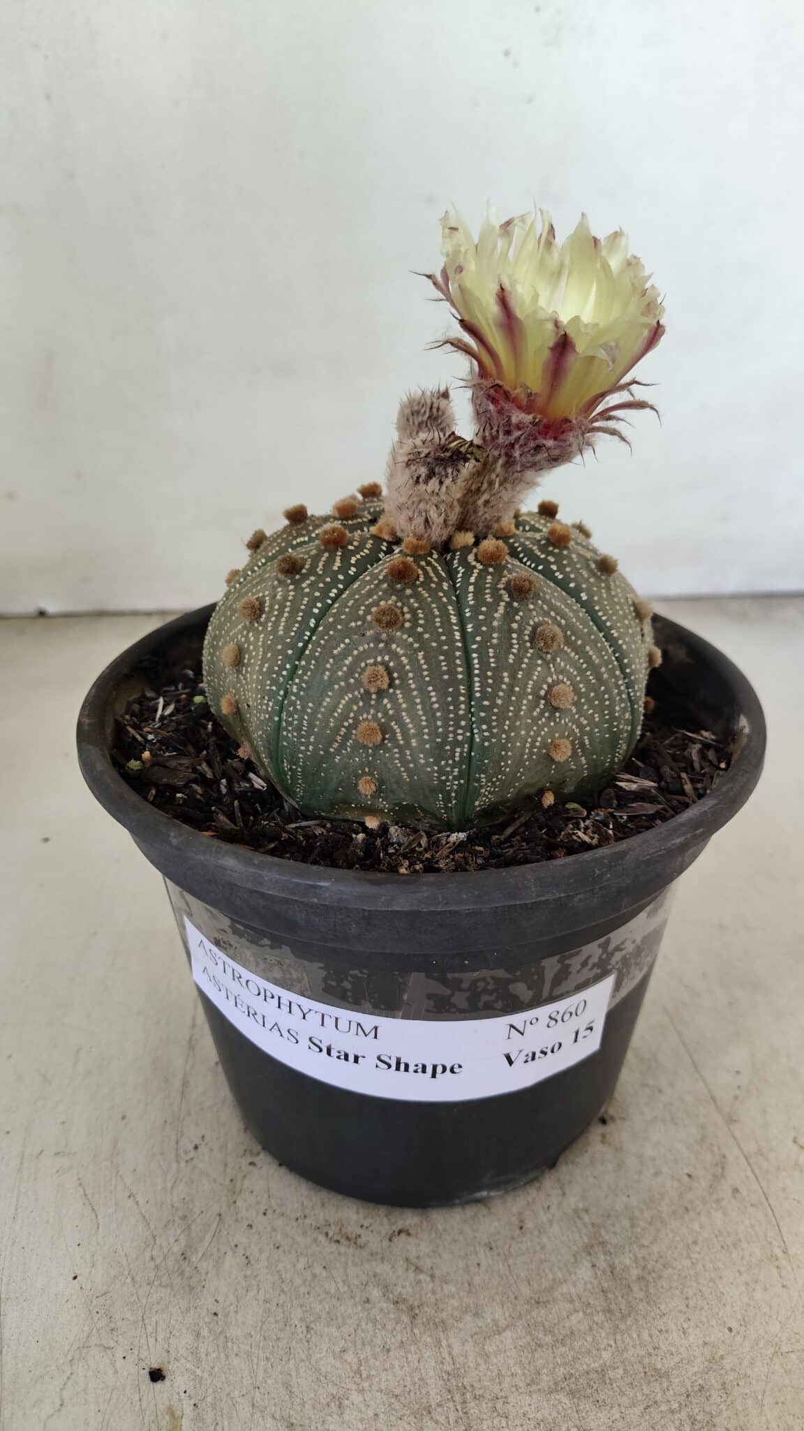 MATRIZ ASTROPHYTUM ASTERIAS STAR SHAPE Nº 860 – vaso 15 - foto 2