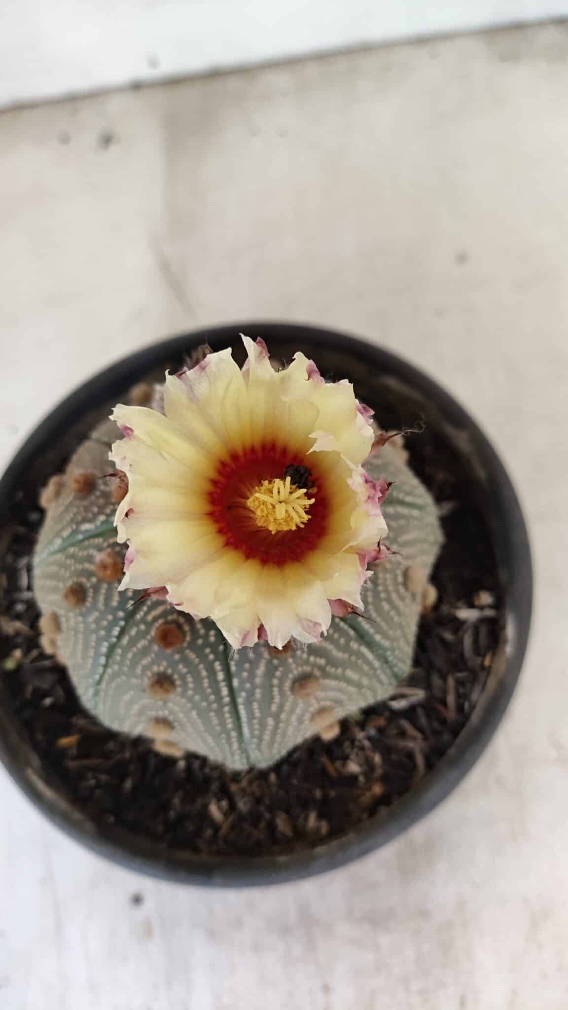 MATRIZ ASTROPHYTUM ASTERIAS STAR SHAPE Nº 860 – vaso 15 - foto 3