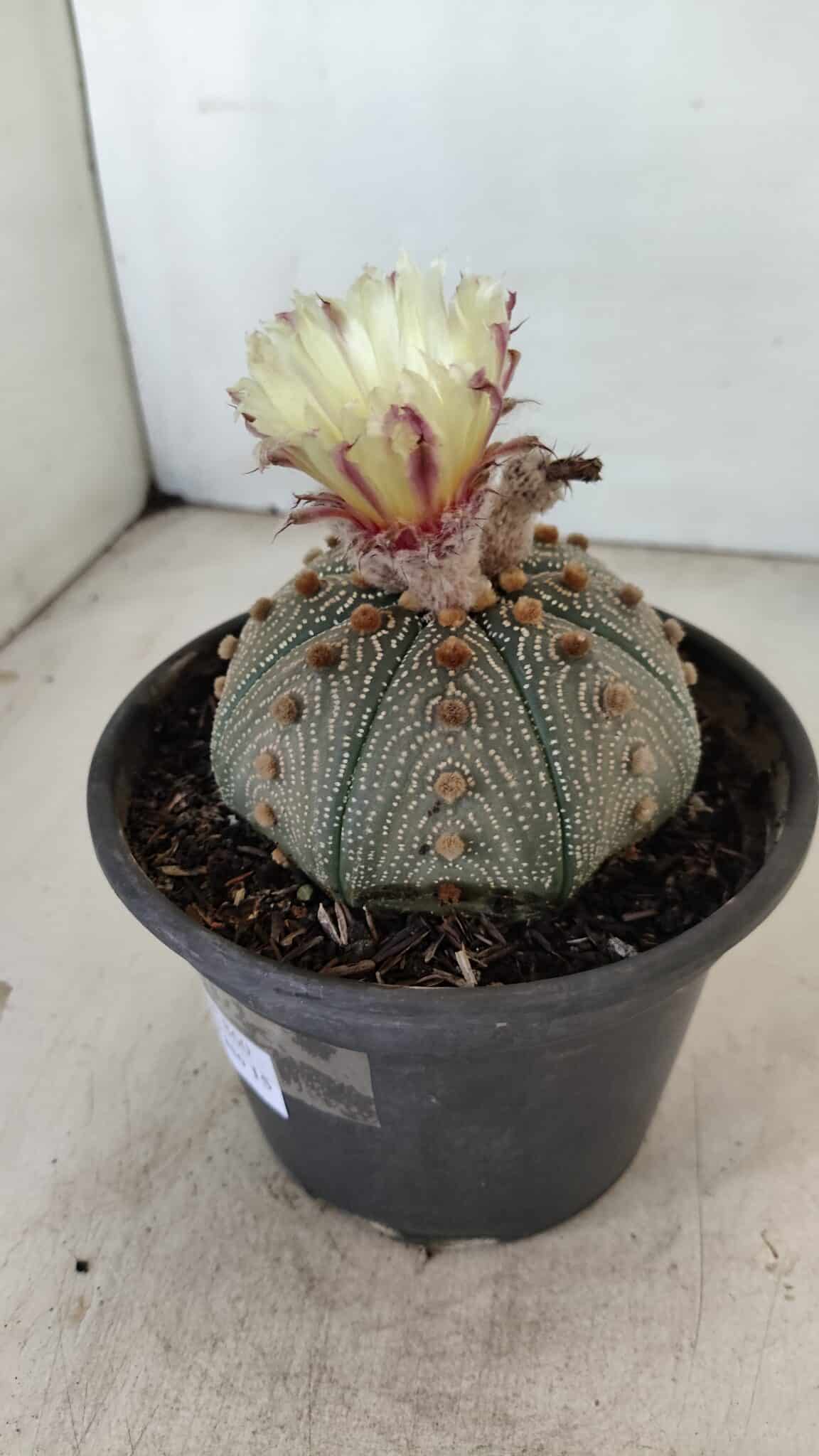 MATRIZ ASTROPHYTUM ASTERIAS STAR SHAPE Nº 860 – vaso 15 - foto 8