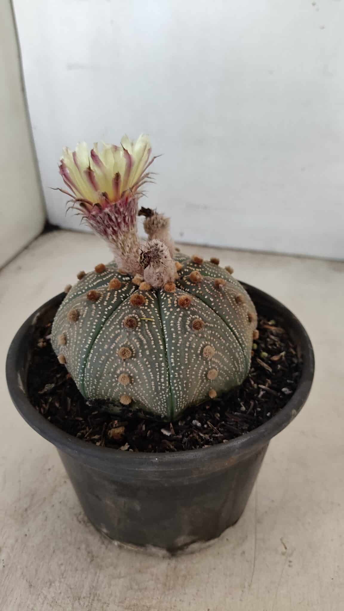 MATRIZ ASTROPHYTUM ASTERIAS STAR SHAPE Nº 860 – vaso 15 - foto 7