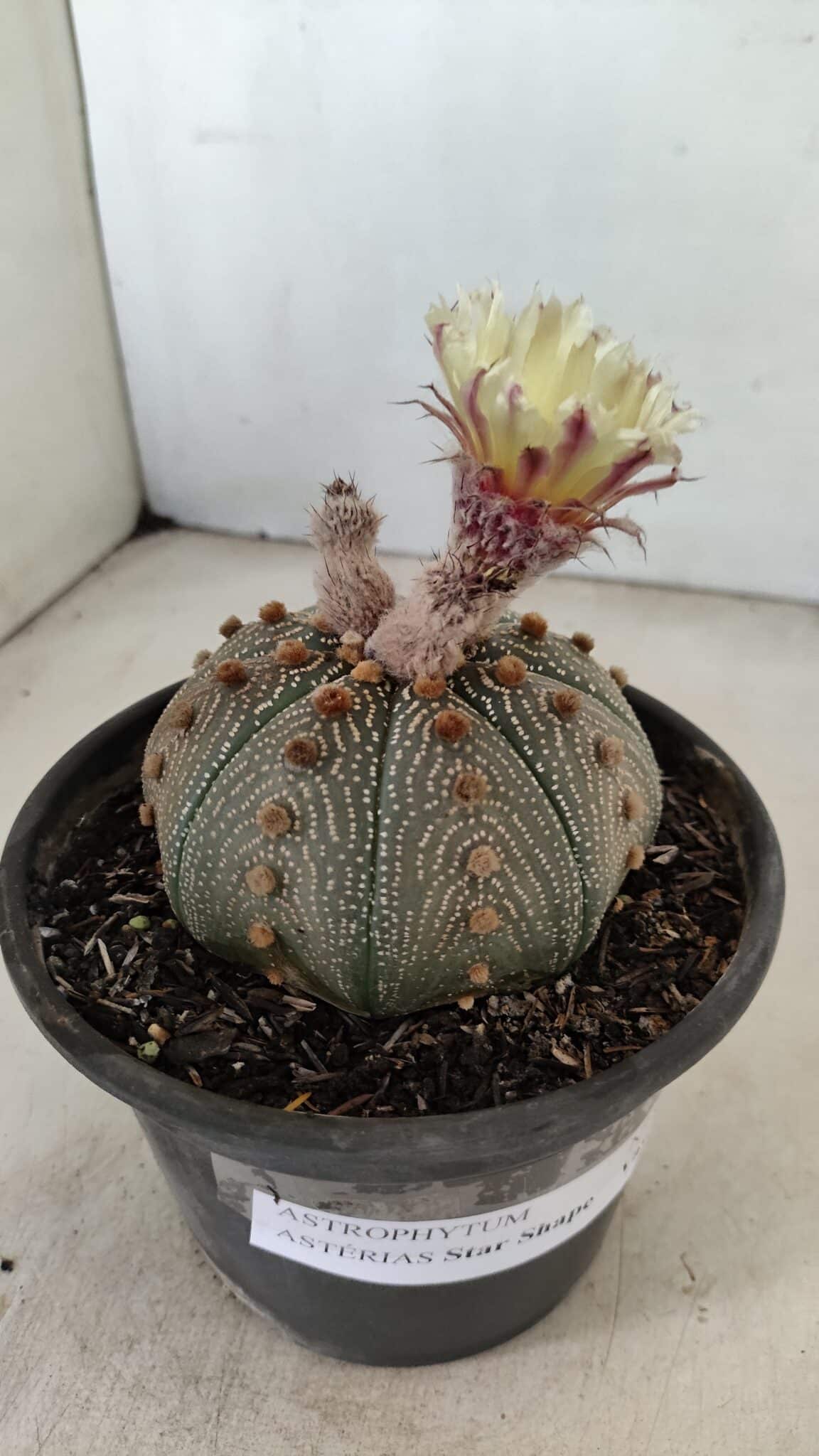 MATRIZ ASTROPHYTUM ASTERIAS STAR SHAPE Nº 860 – vaso 15 - foto 6