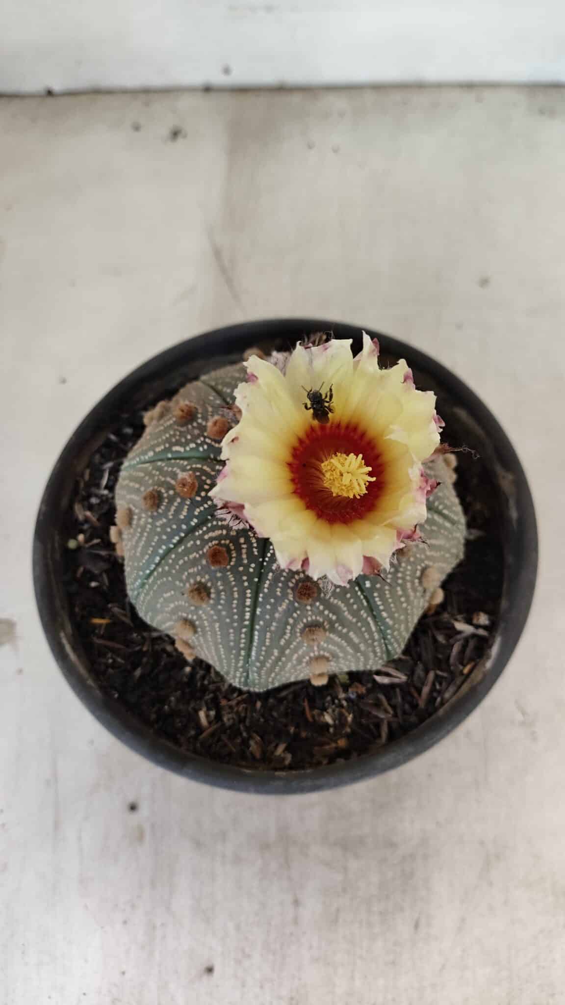 MATRIZ ASTROPHYTUM ASTERIAS STAR SHAPE Nº 860 – vaso 15 - foto 5