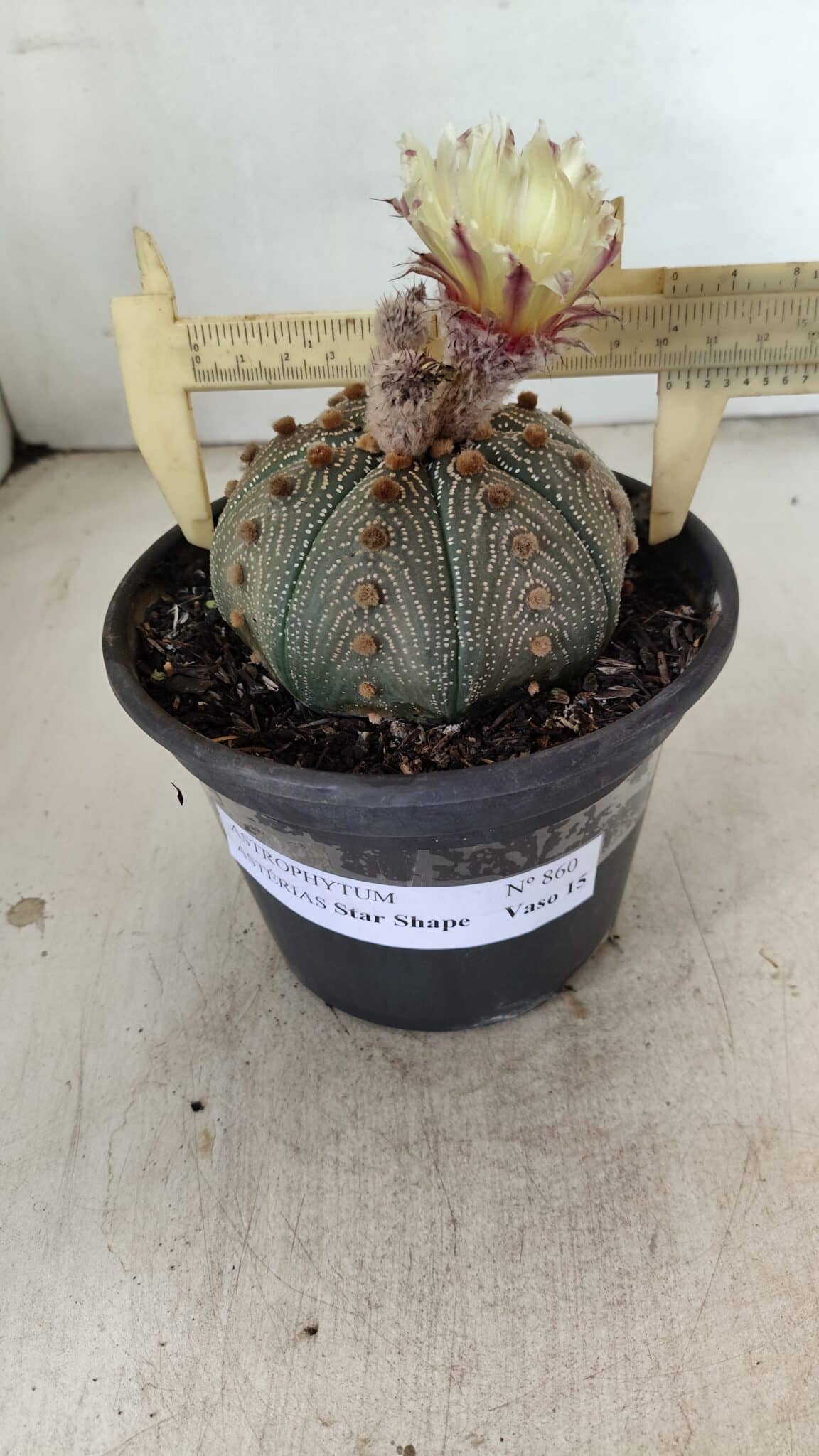 MATRIZ ASTROPHYTUM ASTERIAS STAR SHAPE Nº 860 – vaso 15 - foto 4