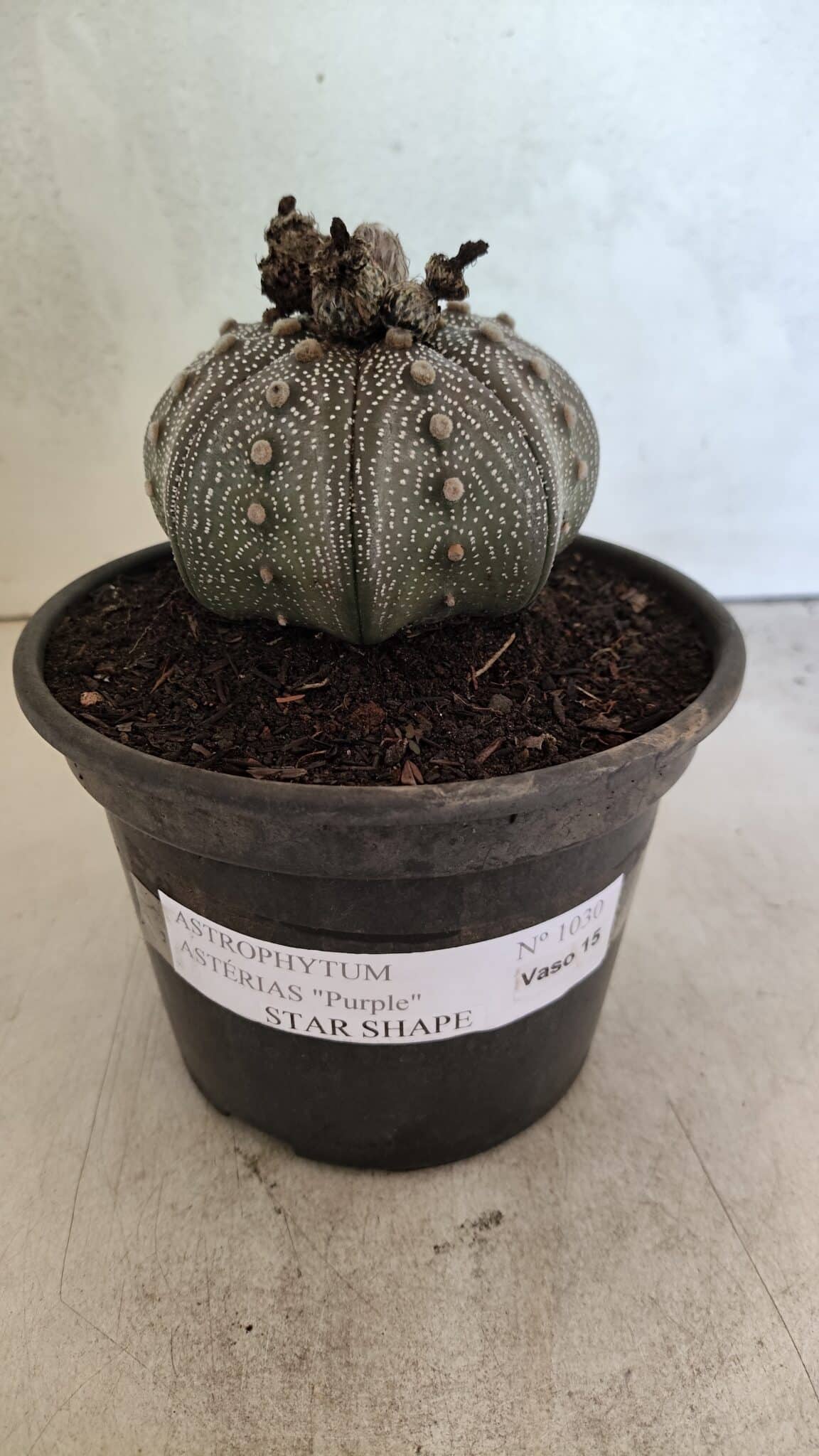 MATRIZ ASTROPHYTUM ASTERIAS STAR SHAPE "Purple" Nº 1030 – vaso 15 - foto 2