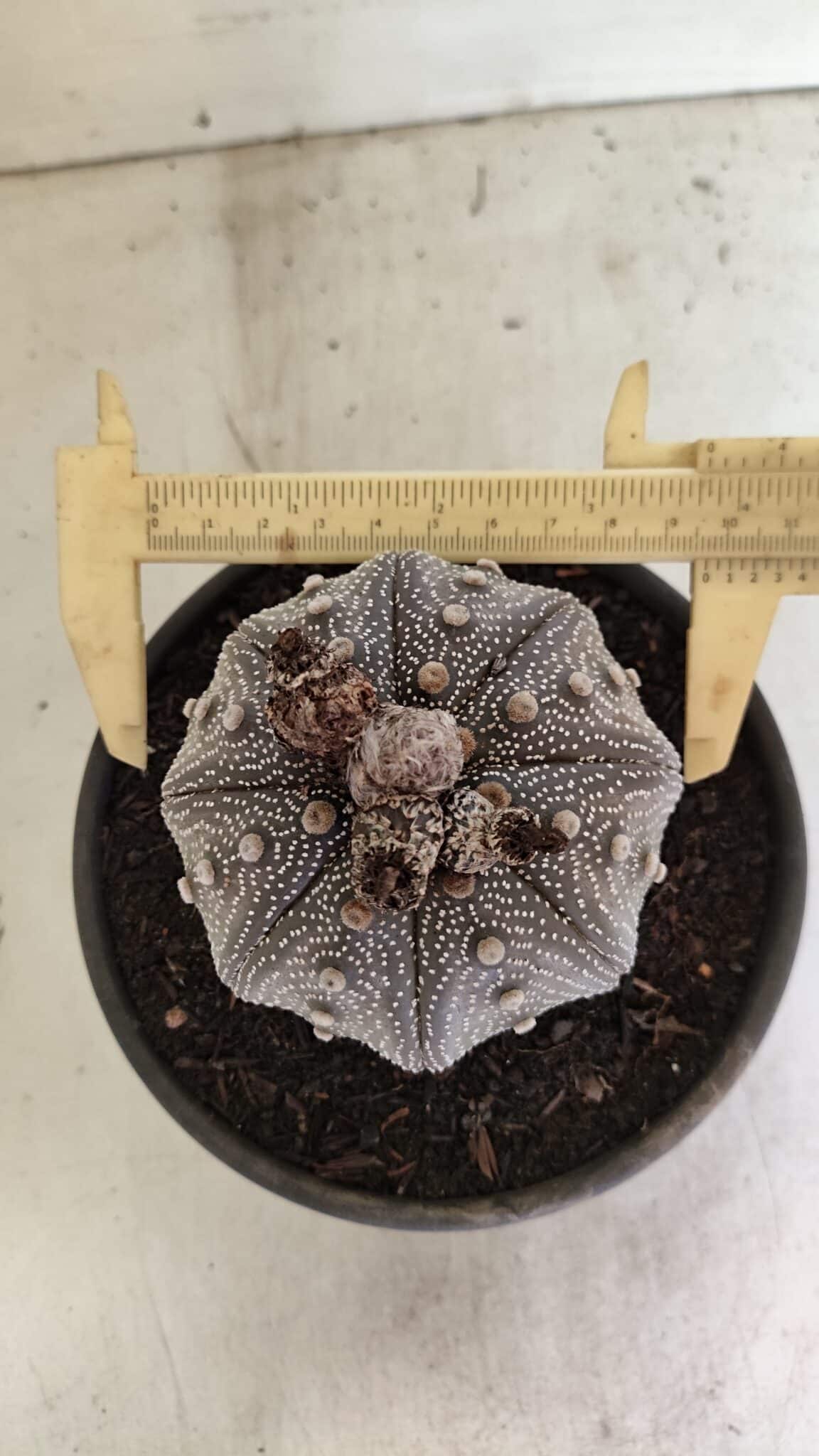 MATRIZ ASTROPHYTUM ASTERIAS STAR SHAPE "Purple" Nº 1030 – vaso 15 - foto 5