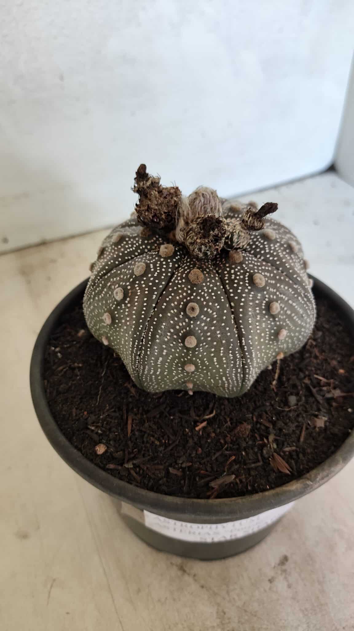 MATRIZ ASTROPHYTUM ASTERIAS STAR SHAPE "Purple" Nº 1030 – vaso 15 - foto 11