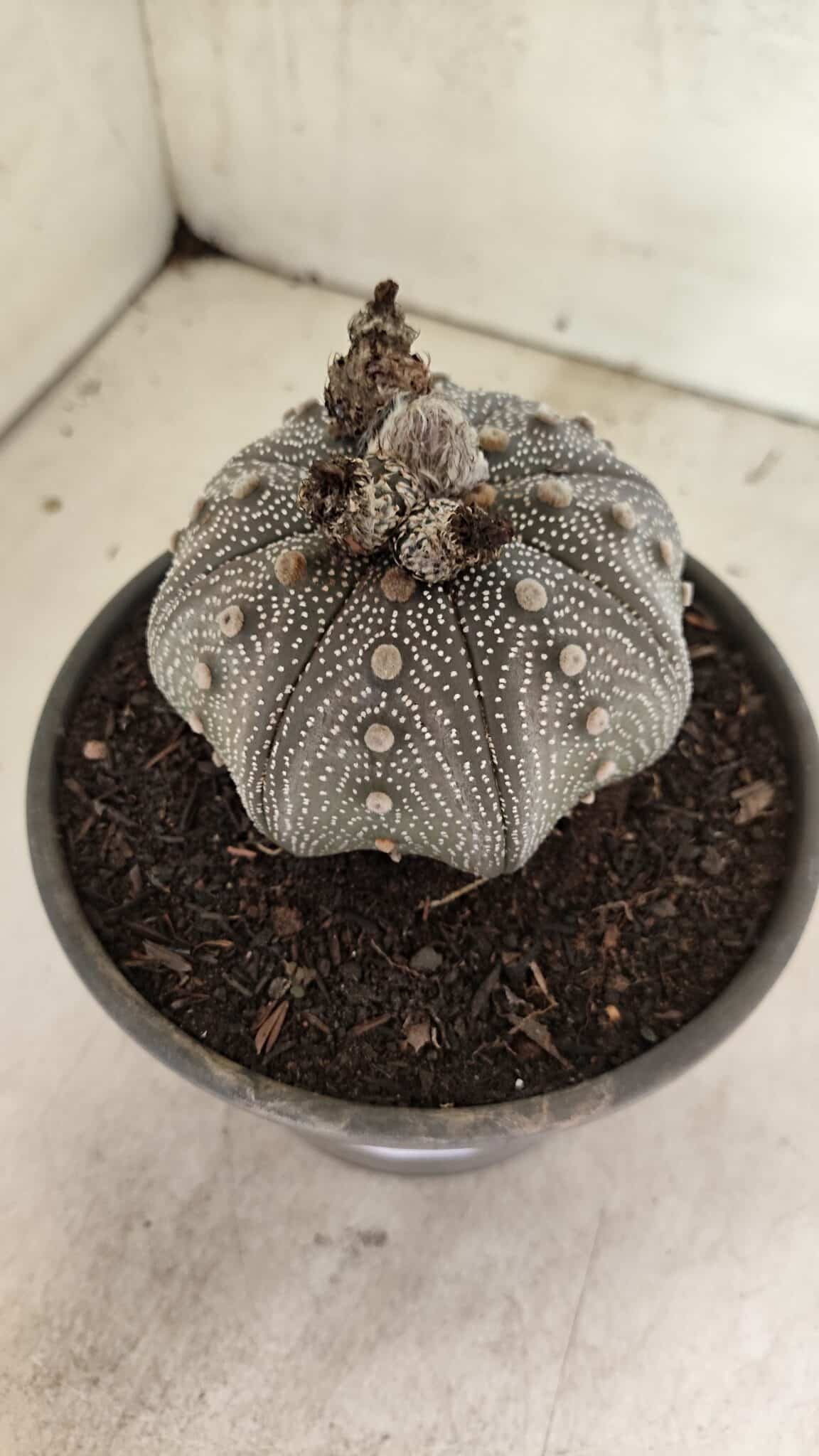 MATRIZ ASTROPHYTUM ASTERIAS STAR SHAPE "Purple" Nº 1030 – vaso 15 - foto 10