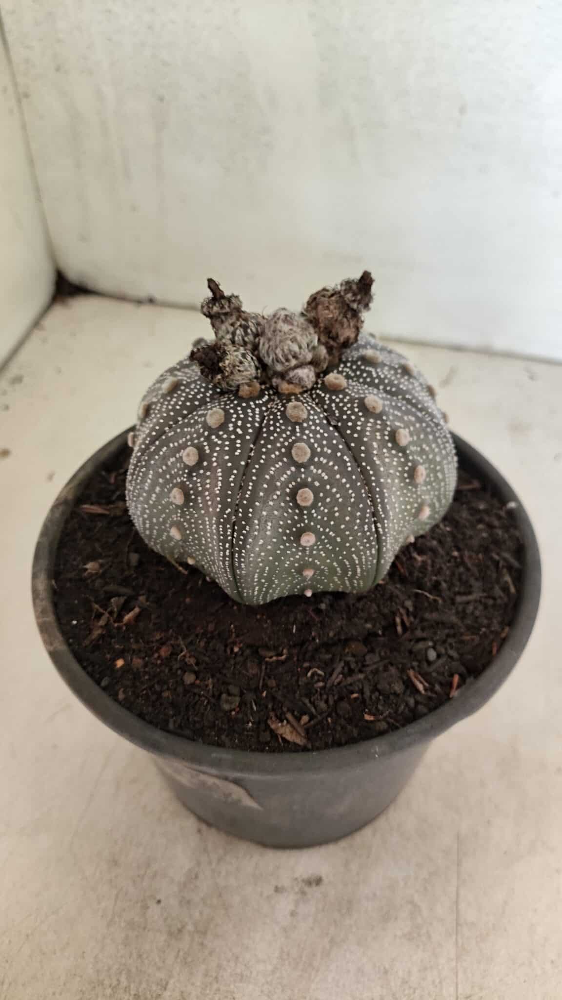 MATRIZ ASTROPHYTUM ASTERIAS STAR SHAPE "Purple" Nº 1030 – vaso 15 - foto 9