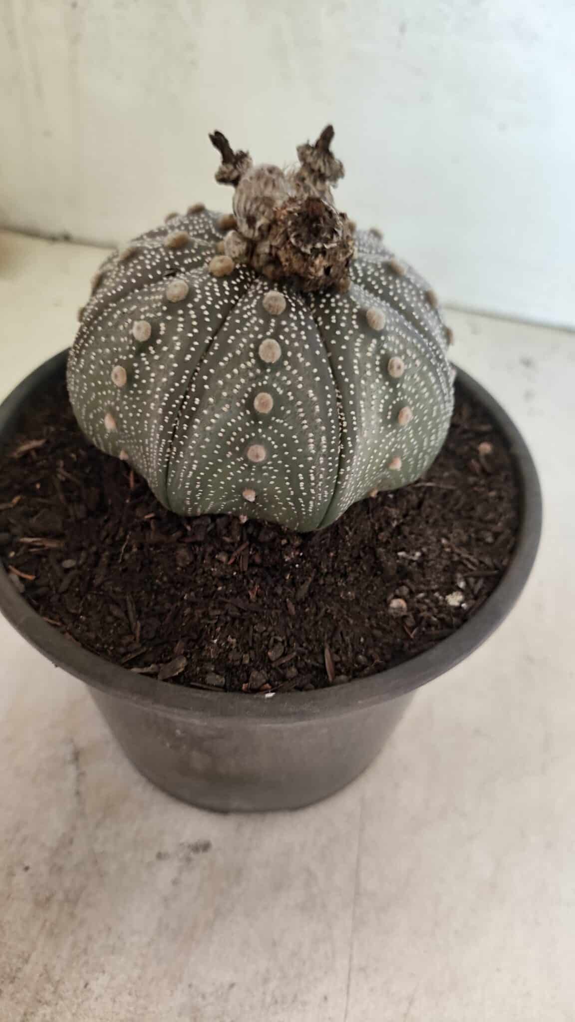 MATRIZ ASTROPHYTUM ASTERIAS STAR SHAPE "Purple" Nº 1030 – vaso 15 - foto 8
