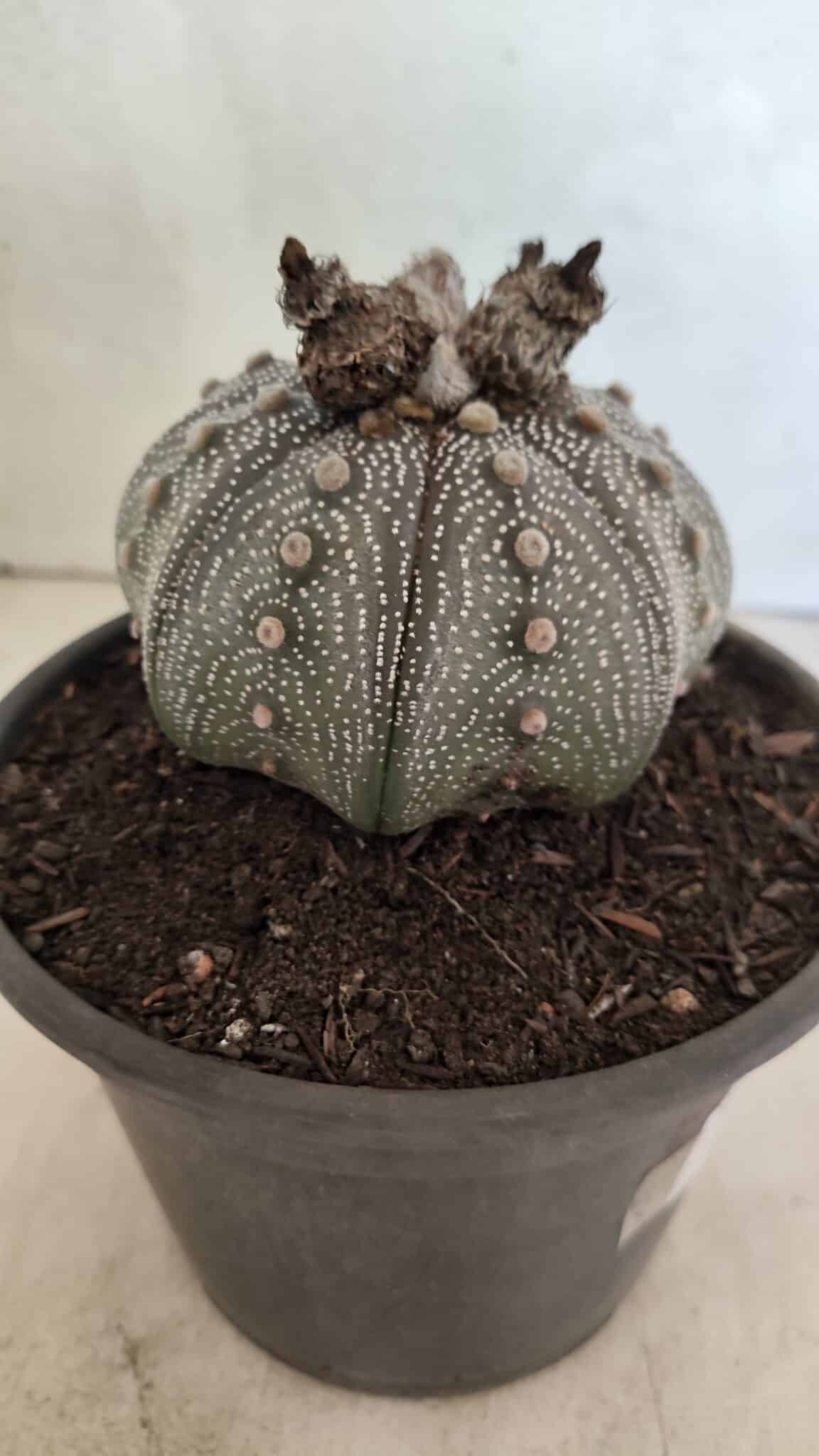 MATRIZ ASTROPHYTUM ASTERIAS STAR SHAPE "Purple" Nº 1030 – vaso 15 - foto 7