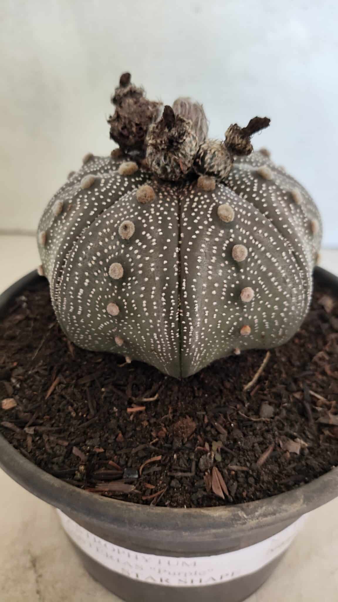 MATRIZ ASTROPHYTUM ASTERIAS STAR SHAPE "Purple" Nº 1030 – vaso 15 - foto 6