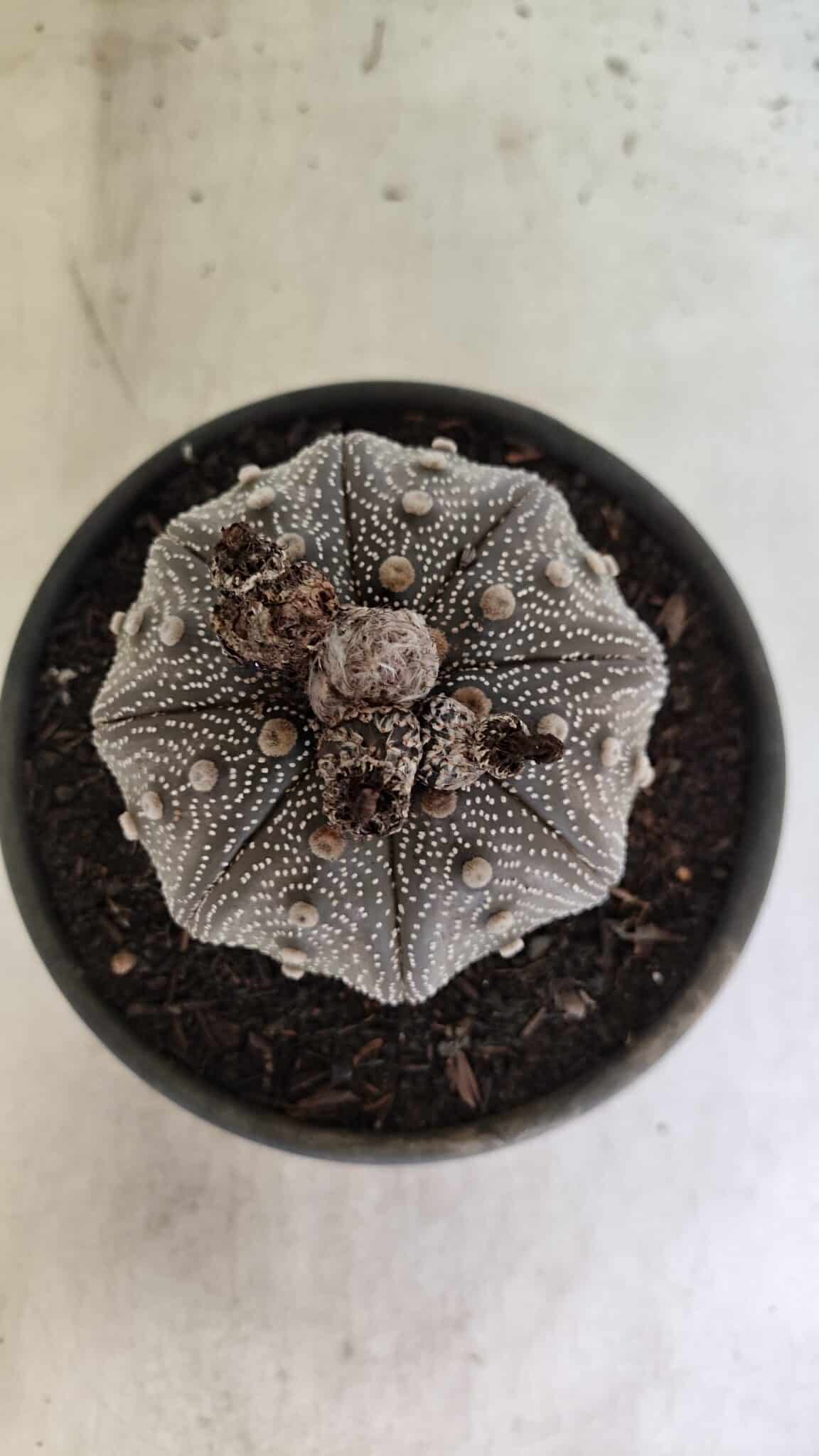 MATRIZ ASTROPHYTUM ASTERIAS STAR SHAPE "Purple" Nº 1030 – vaso 15 - foto 3