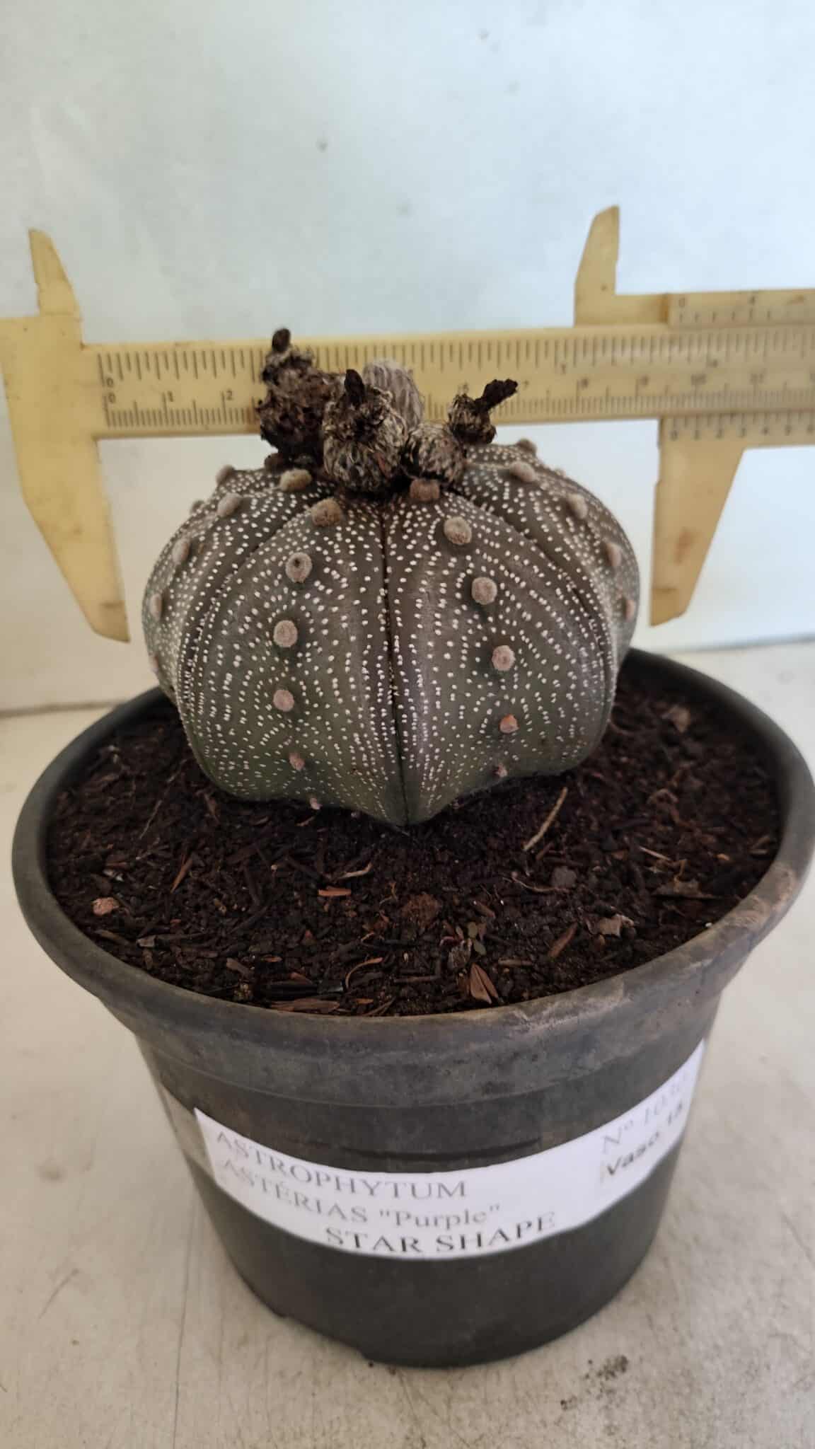 MATRIZ ASTROPHYTUM ASTERIAS STAR SHAPE "Purple" Nº 1030 – vaso 15 - foto 4