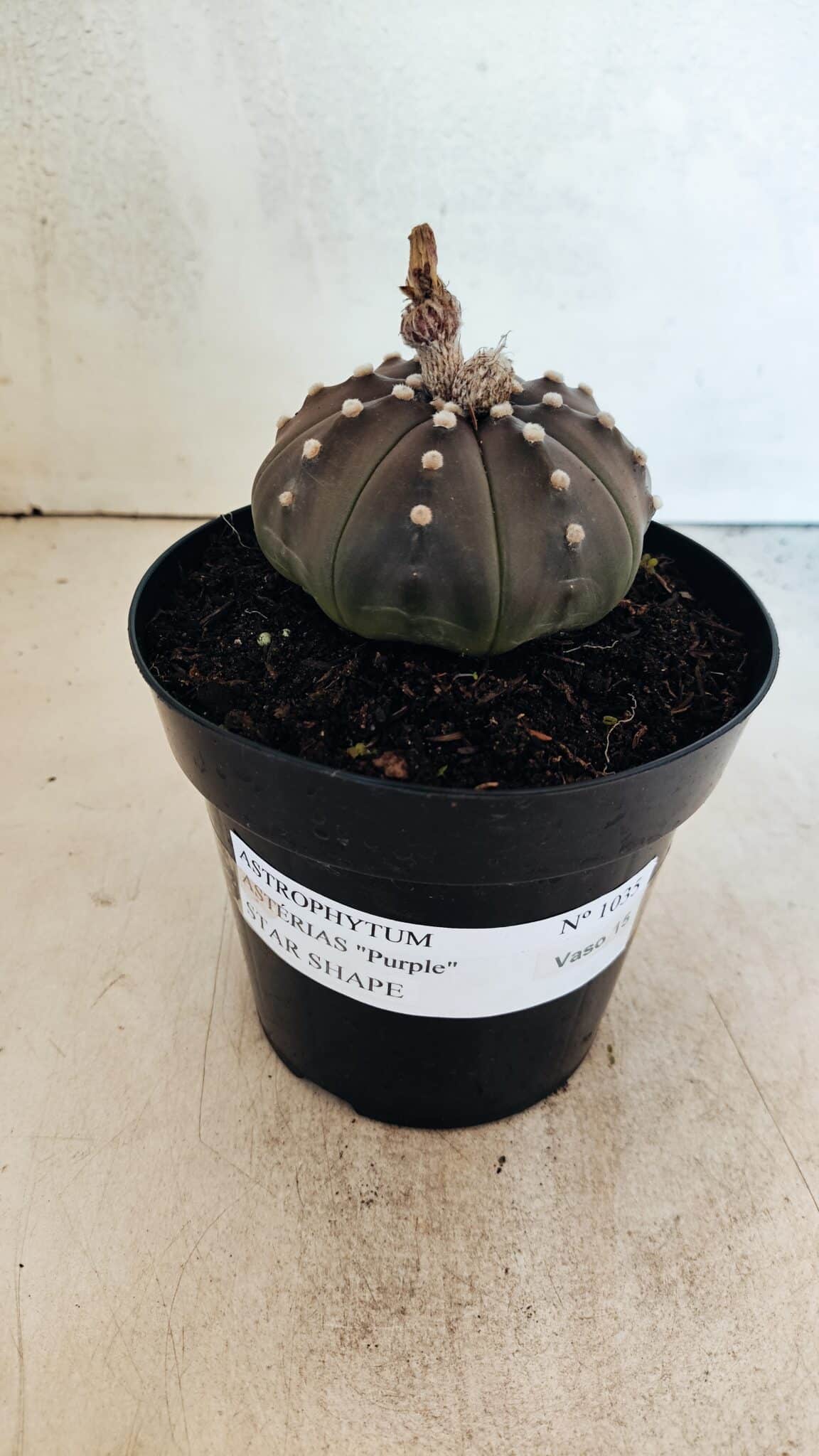 MATRIZ ASTROPHYTUM ASTERIAS STAR SHAPE "Purple" Nº 1035 – vaso 15 - foto 2