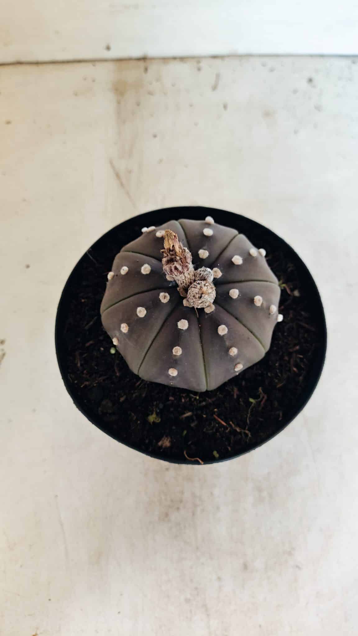MATRIZ ASTROPHYTUM ASTERIAS STAR SHAPE "Purple" Nº 1035 – vaso 15 - foto 3